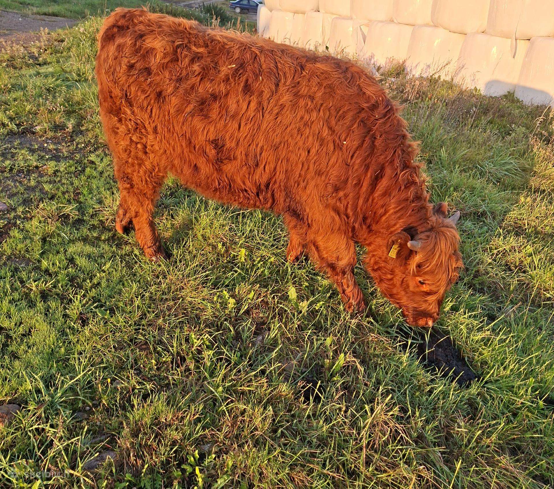 Hailend telyčia. Simnas