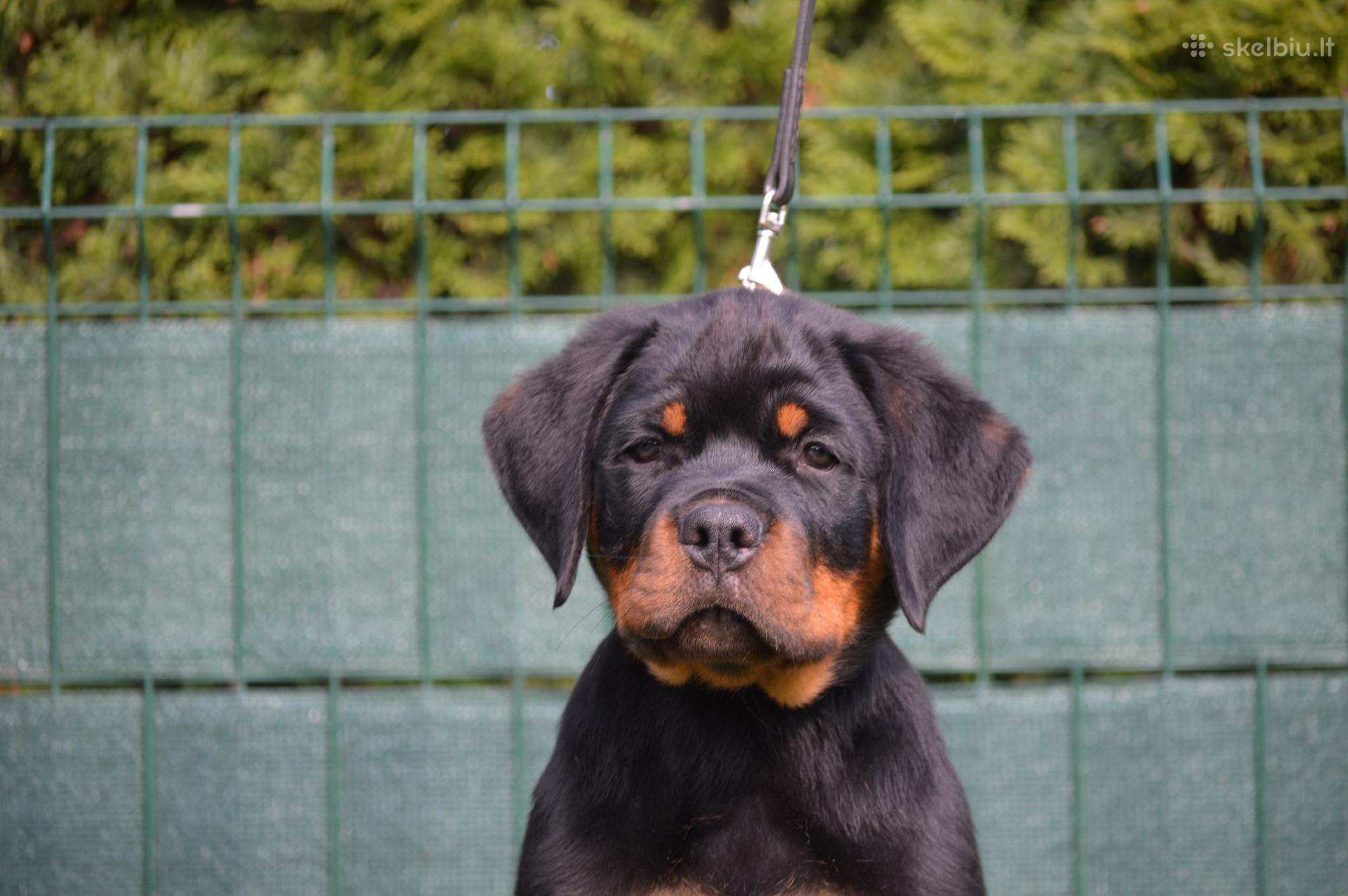 Rottweiler
