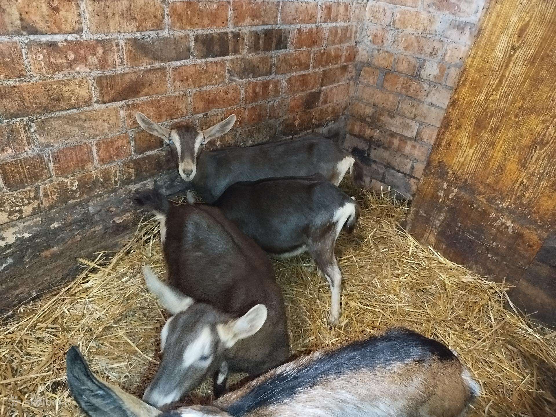 Labai perspektyvios tiuringijos-alpių ožkytės