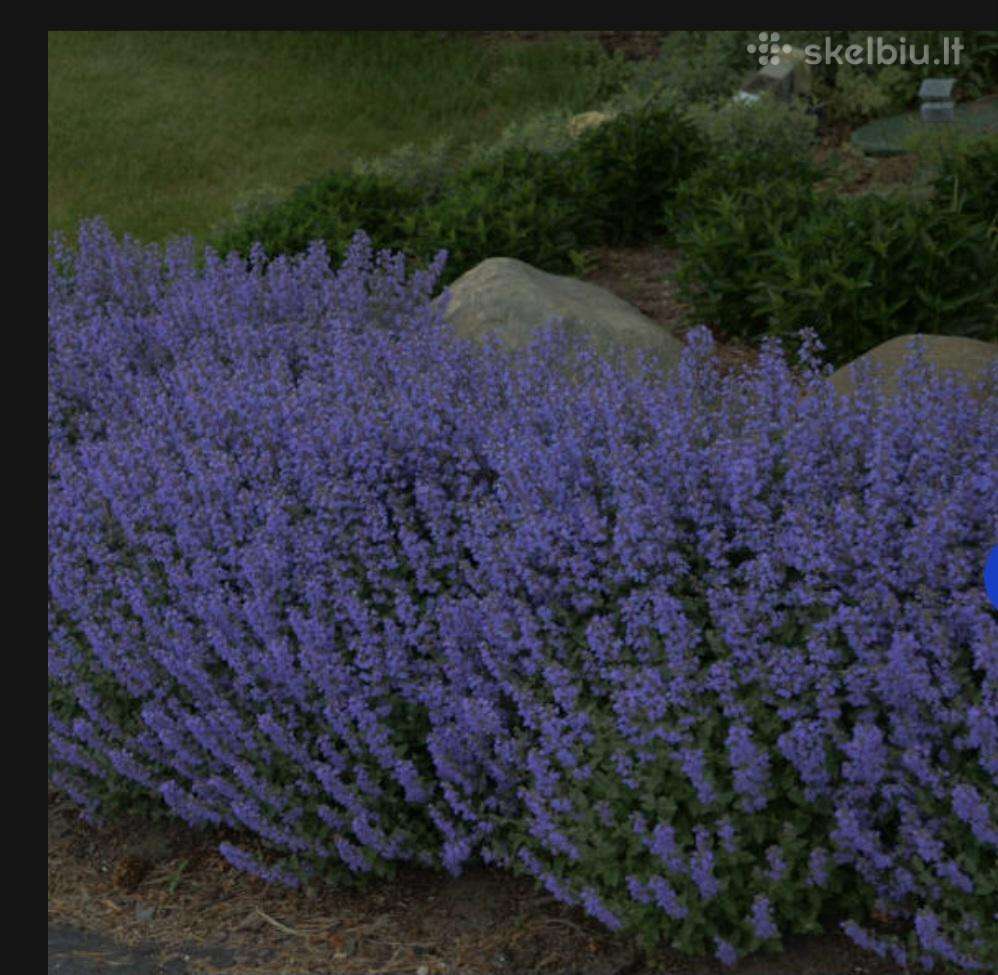 Katžolė 'Purrsian Blue' (3 l vazonuose)
