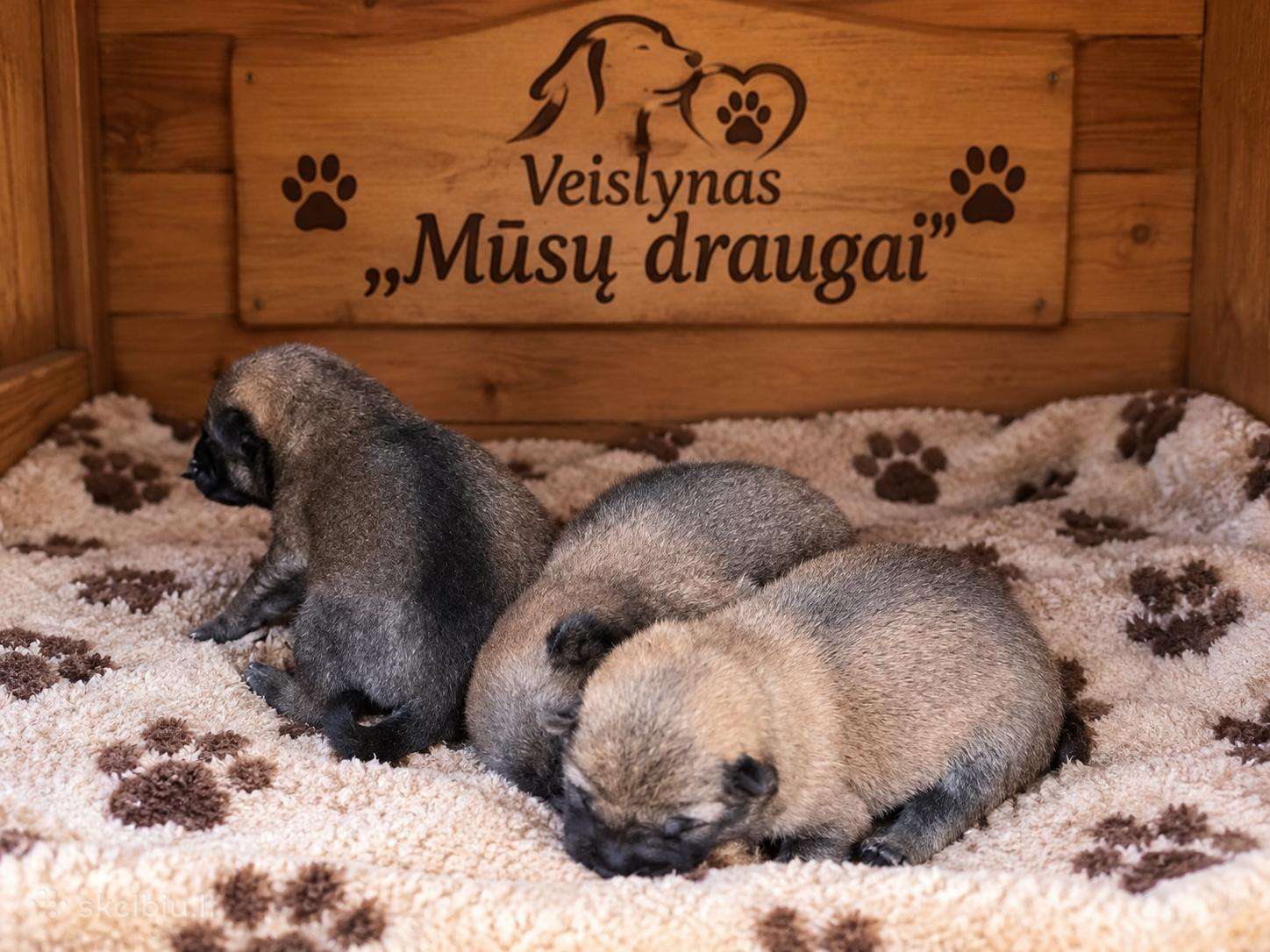 Parduodu shiba inu šuniukus