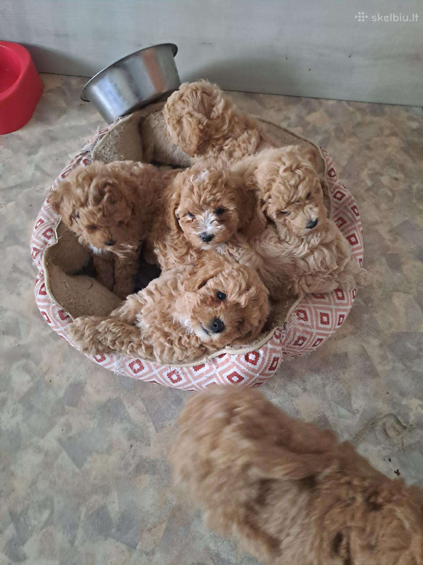 Maltipoo šuniukai