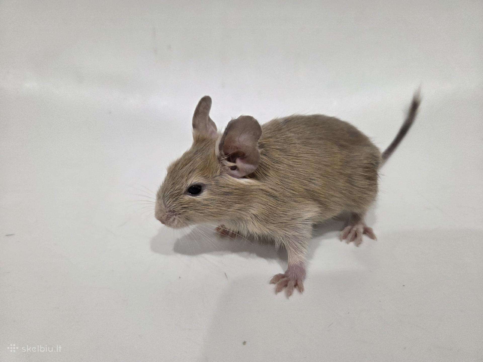 Degu mažyliai