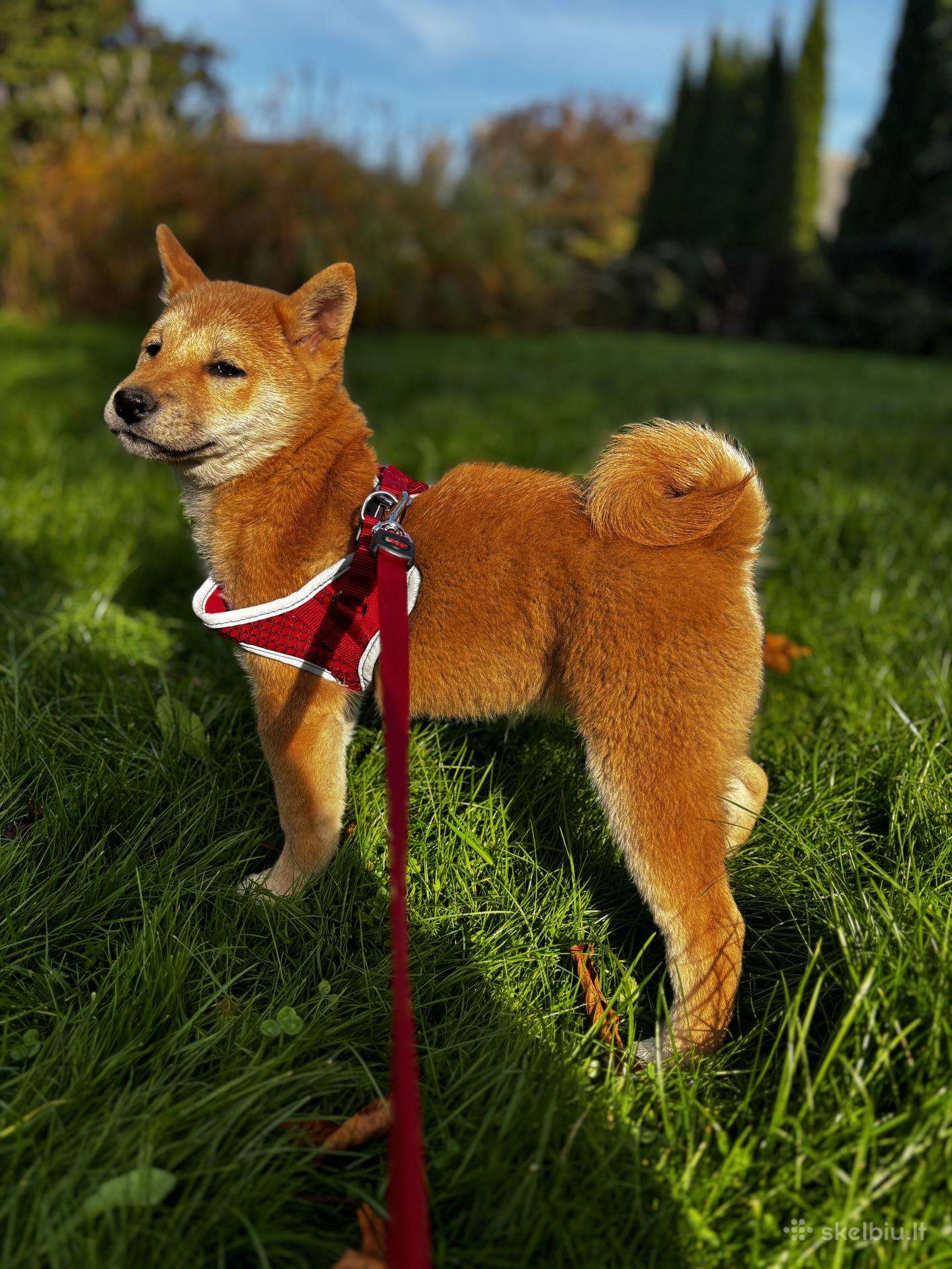 Shiba