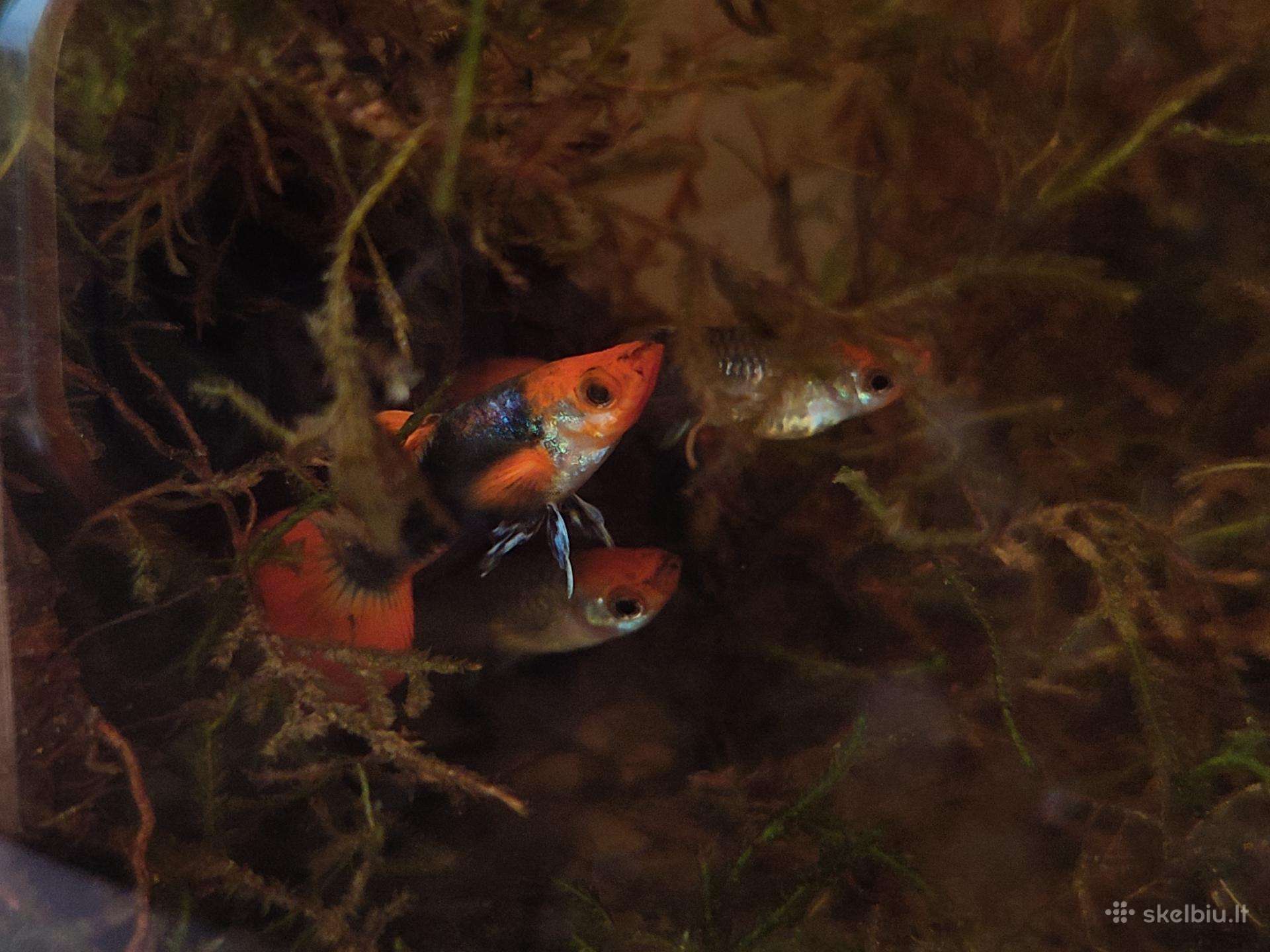 Tuxedo Koi guppy
