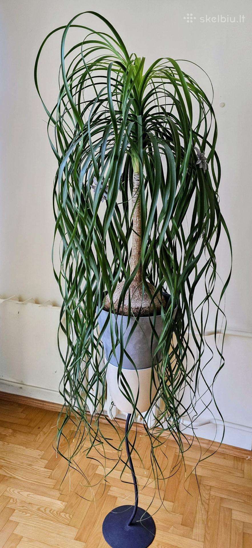 Gėlė