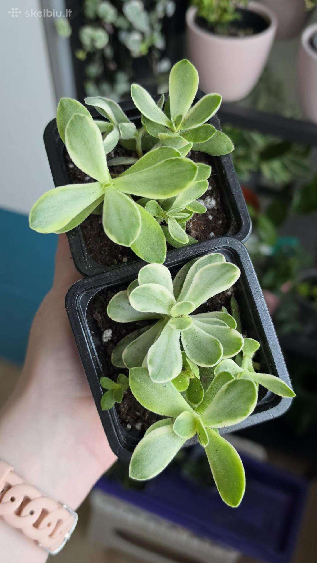 Crassula