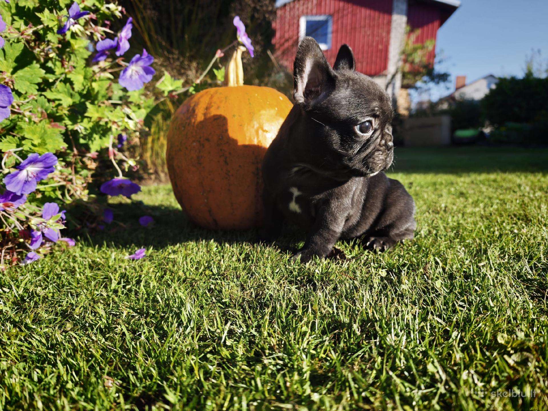 Prancuzu buldogai/ French Bulldog