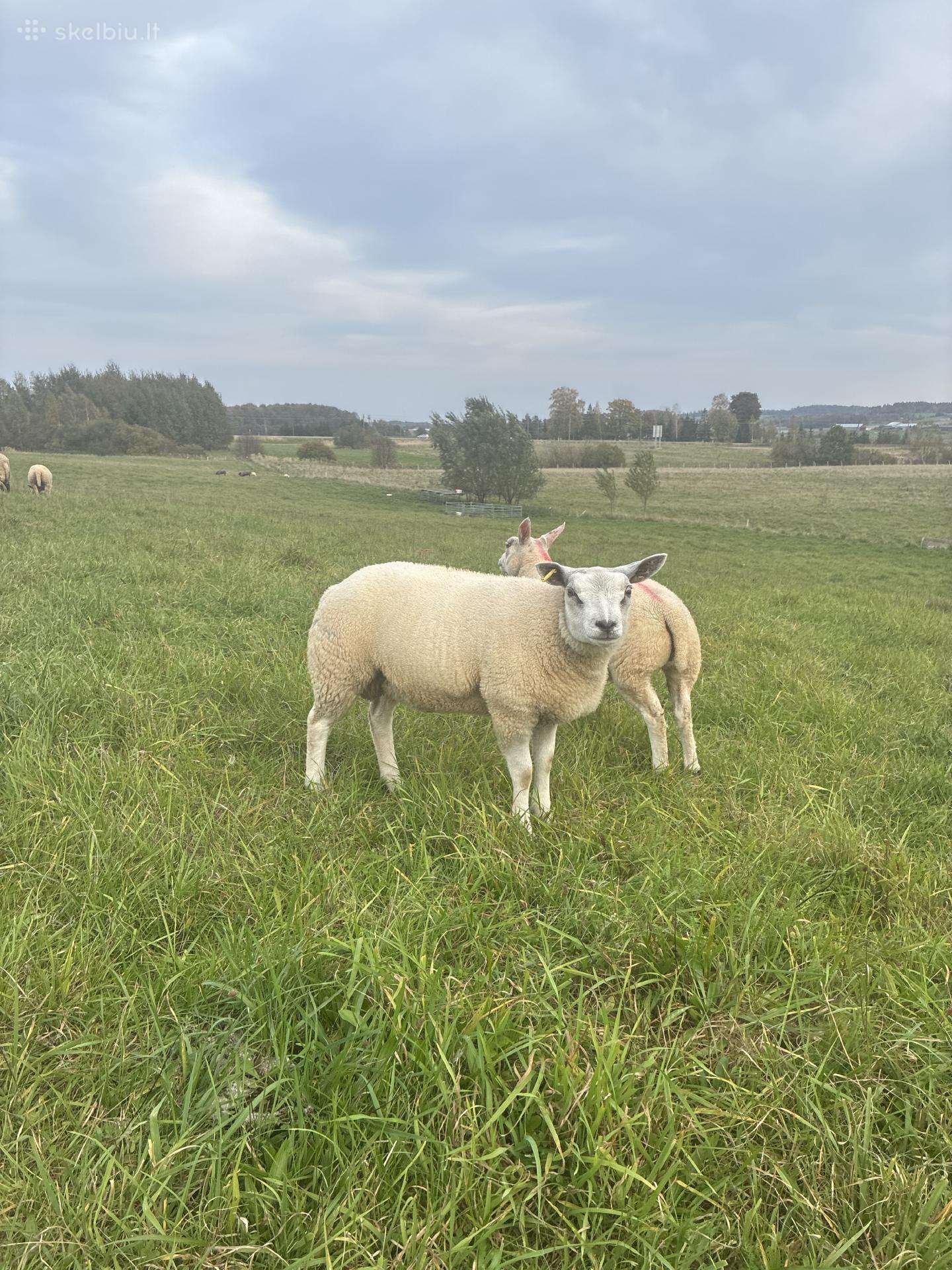 Texel veislės avinai ir avis