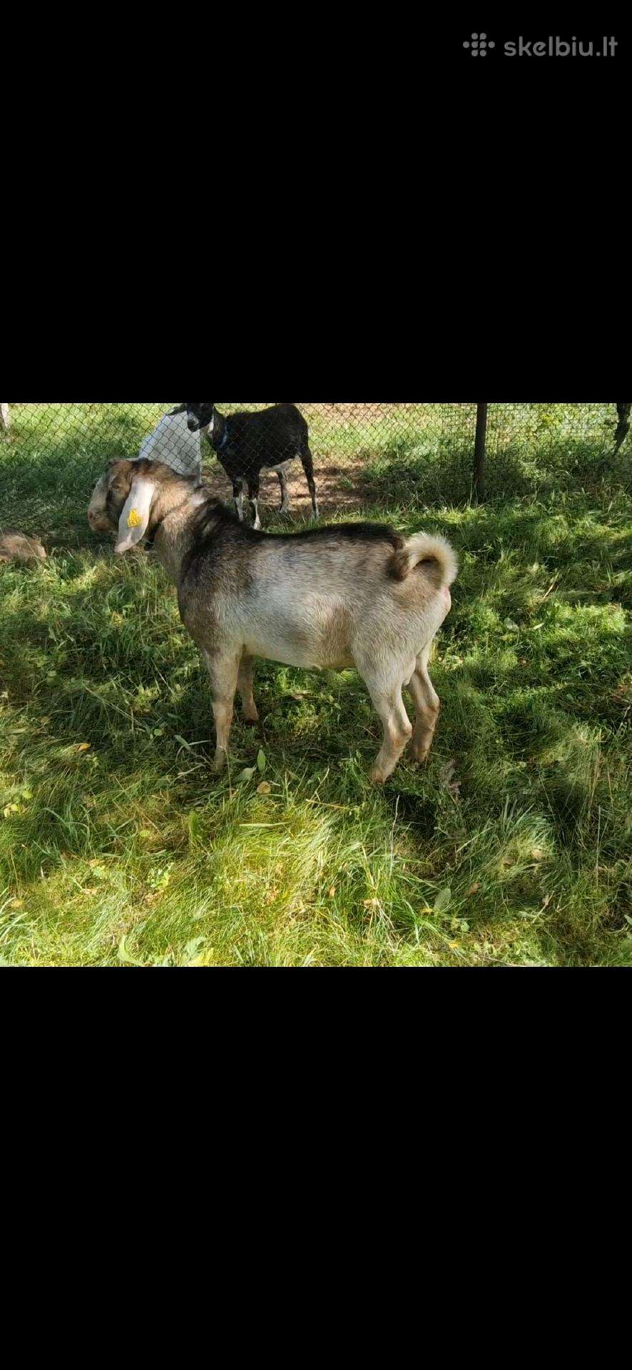An/boer oziukas