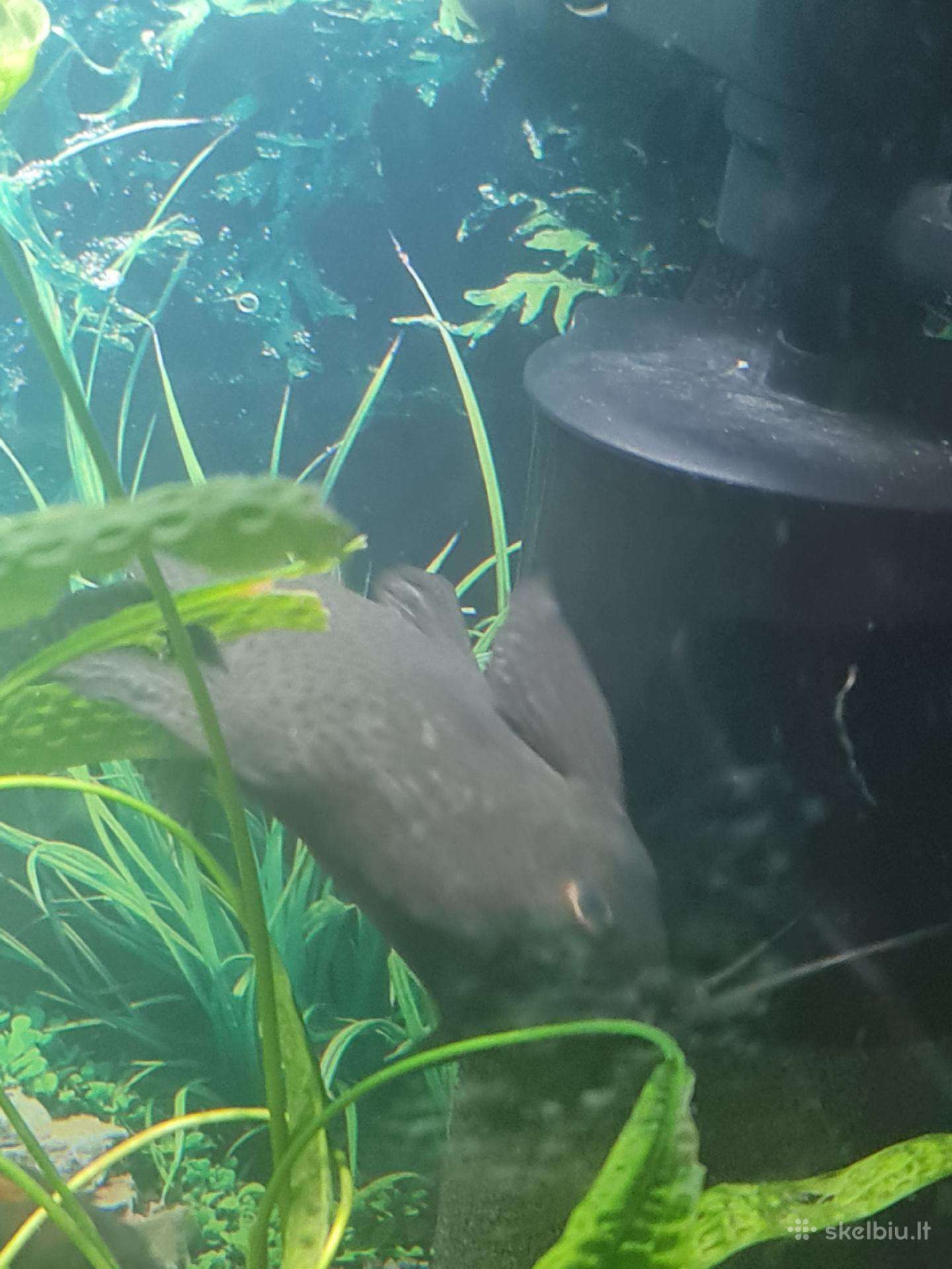 Dovanoju Ancistrusus