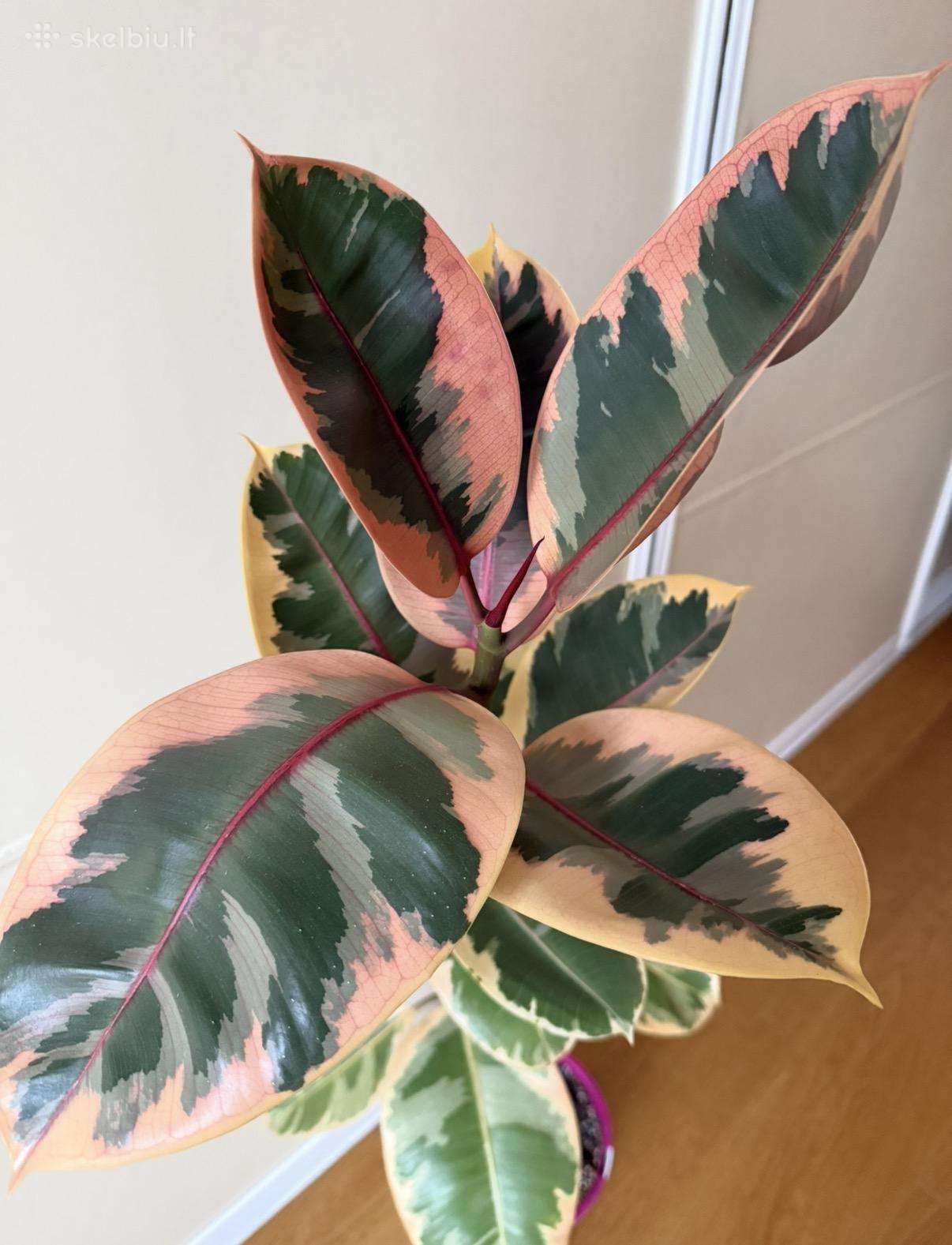 Ficus Belize