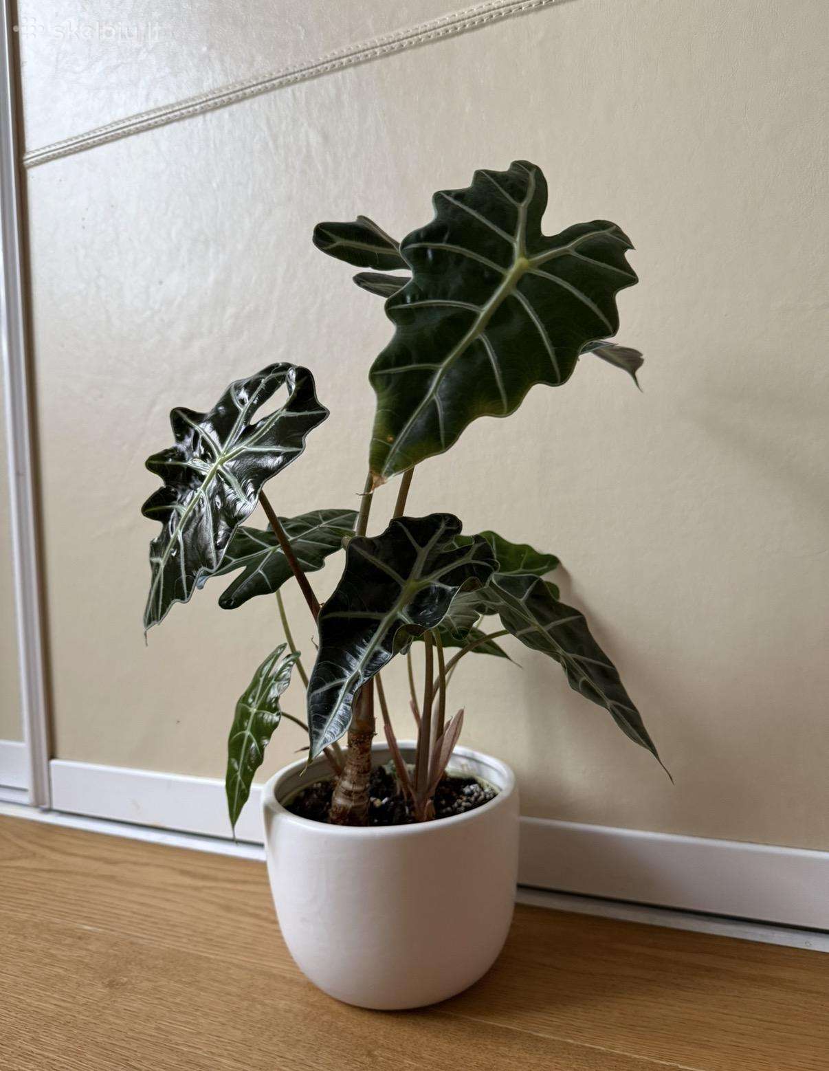Alocasia Polly