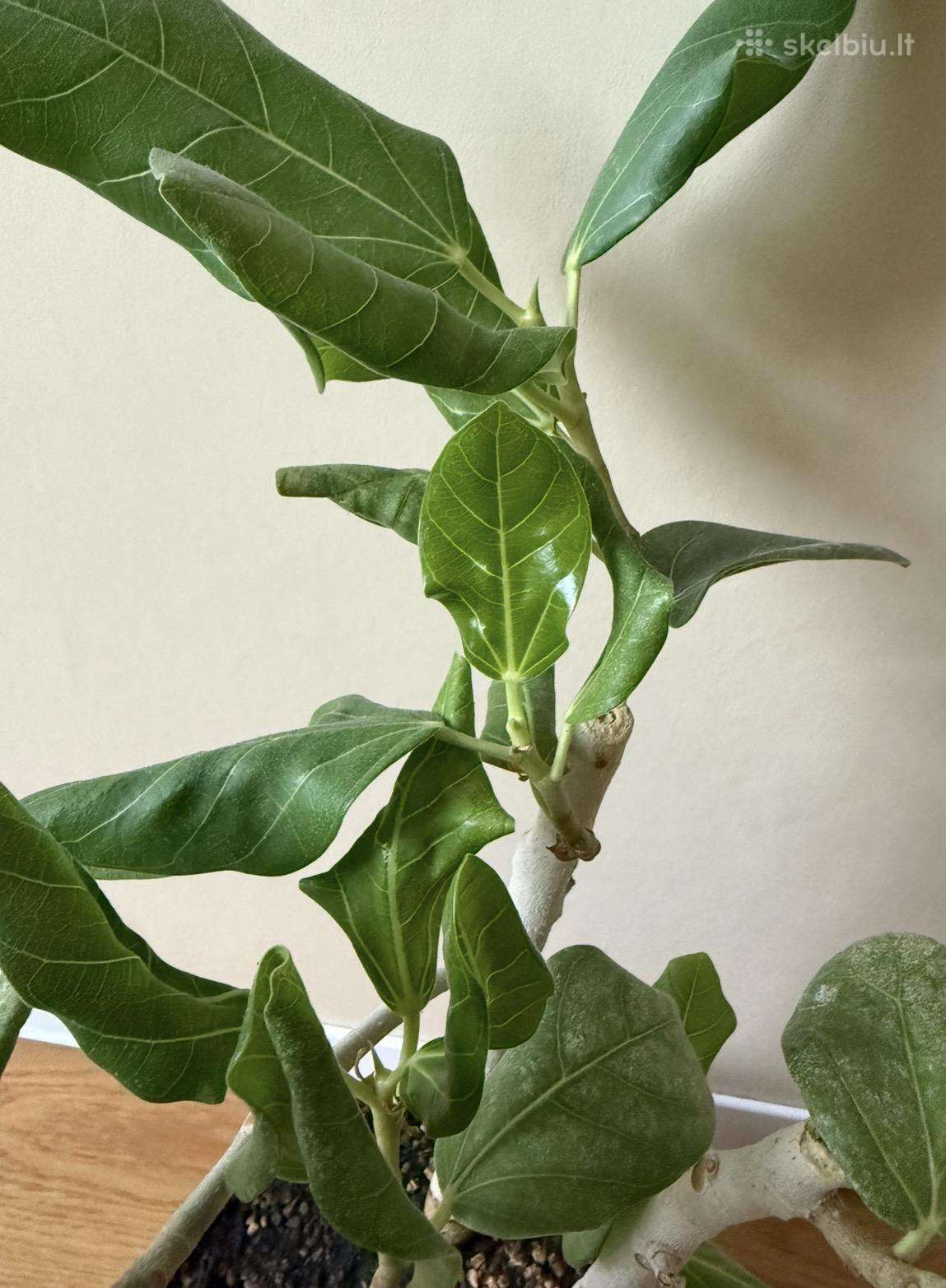 Ficus benghalensis 'Audrey'
