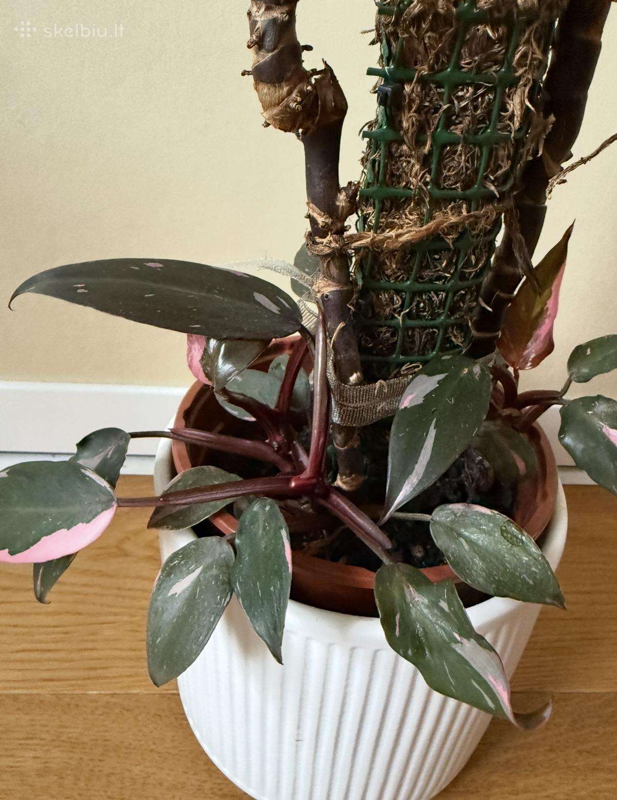 Philodendron Pink Princess