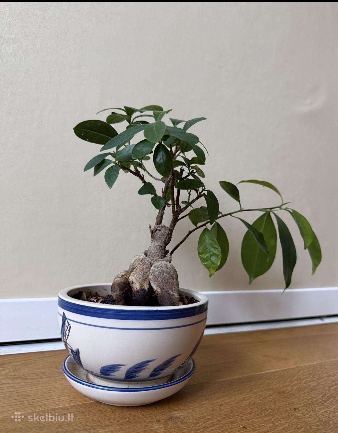 Ficus Bonsai