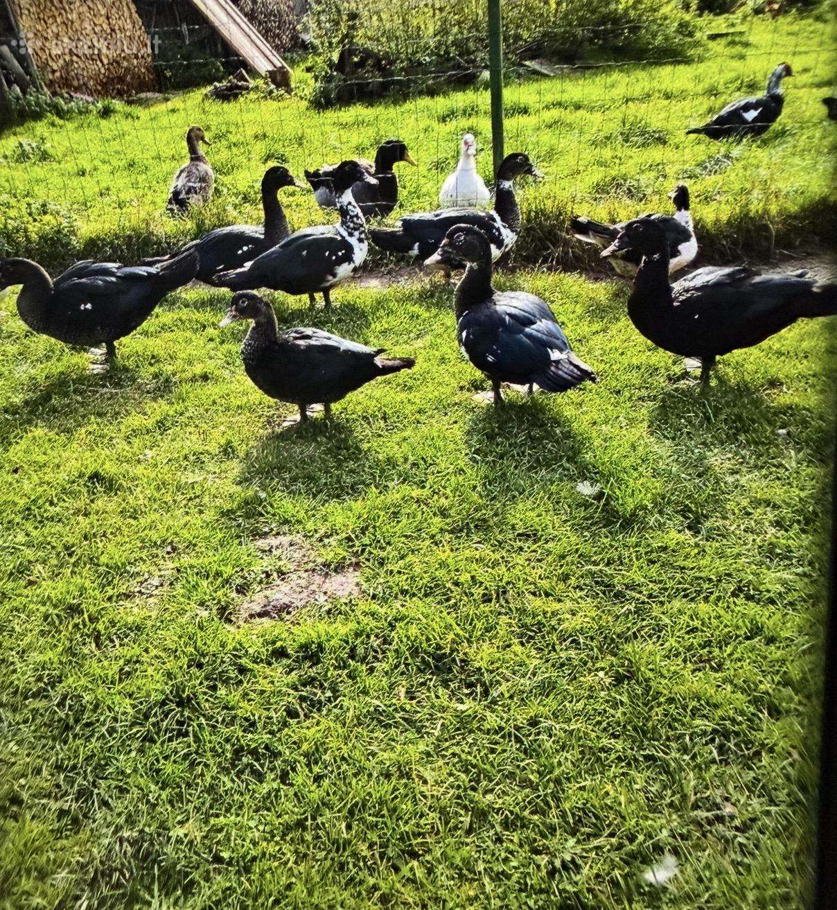 Parduodu muskusinių ančių porą – patelę ir patiną.