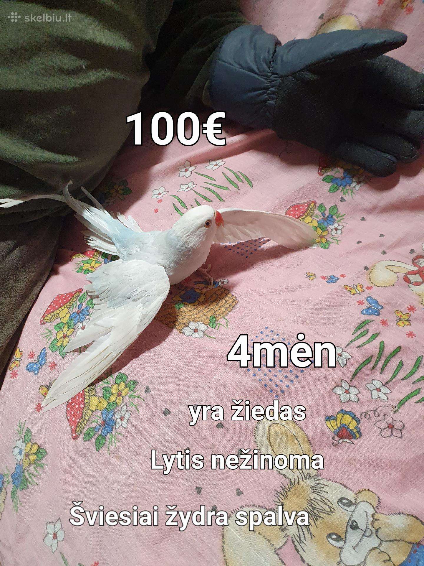 Krameris 4mėn