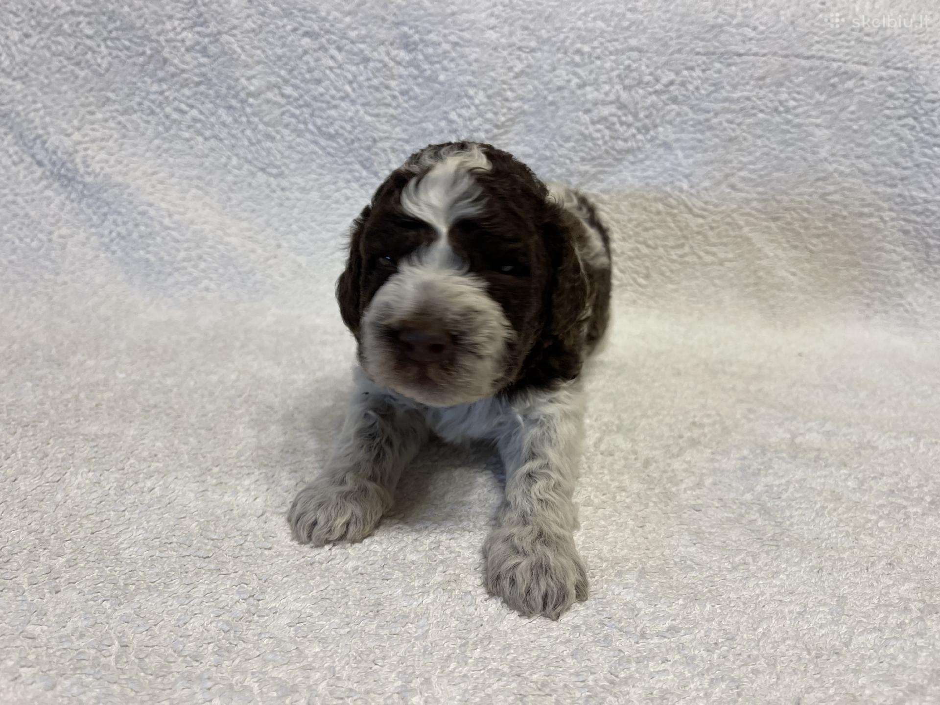 Lagotto Romagnolo šuniukai su Fci kilmės