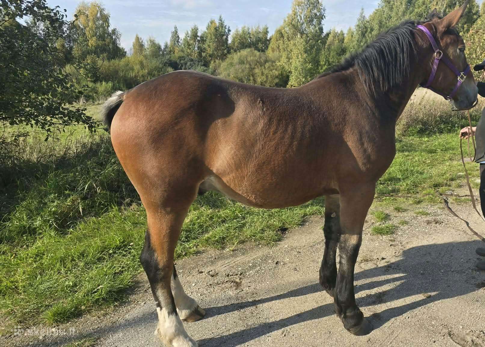 Eržilas