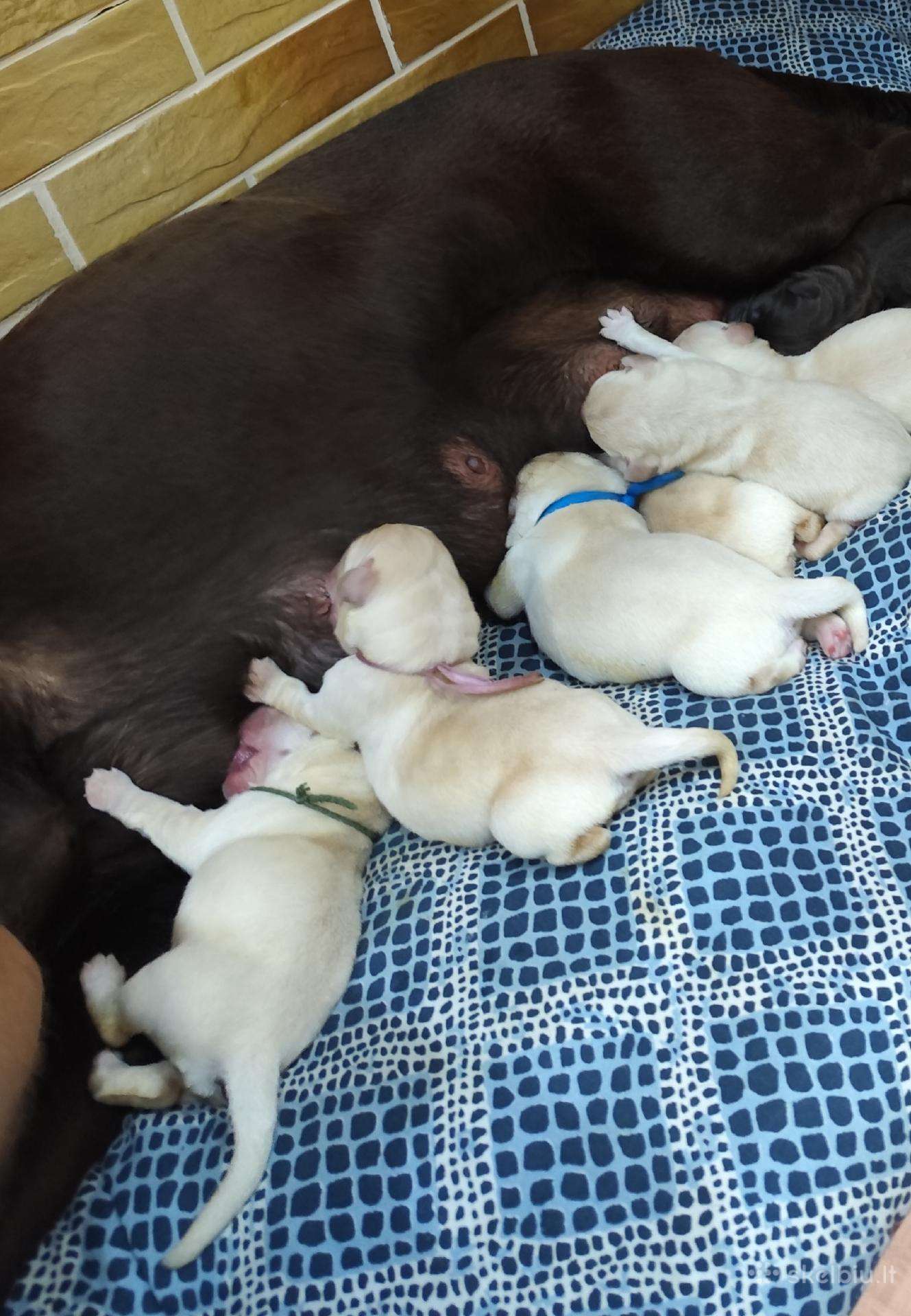 Labradoro Retriveriai