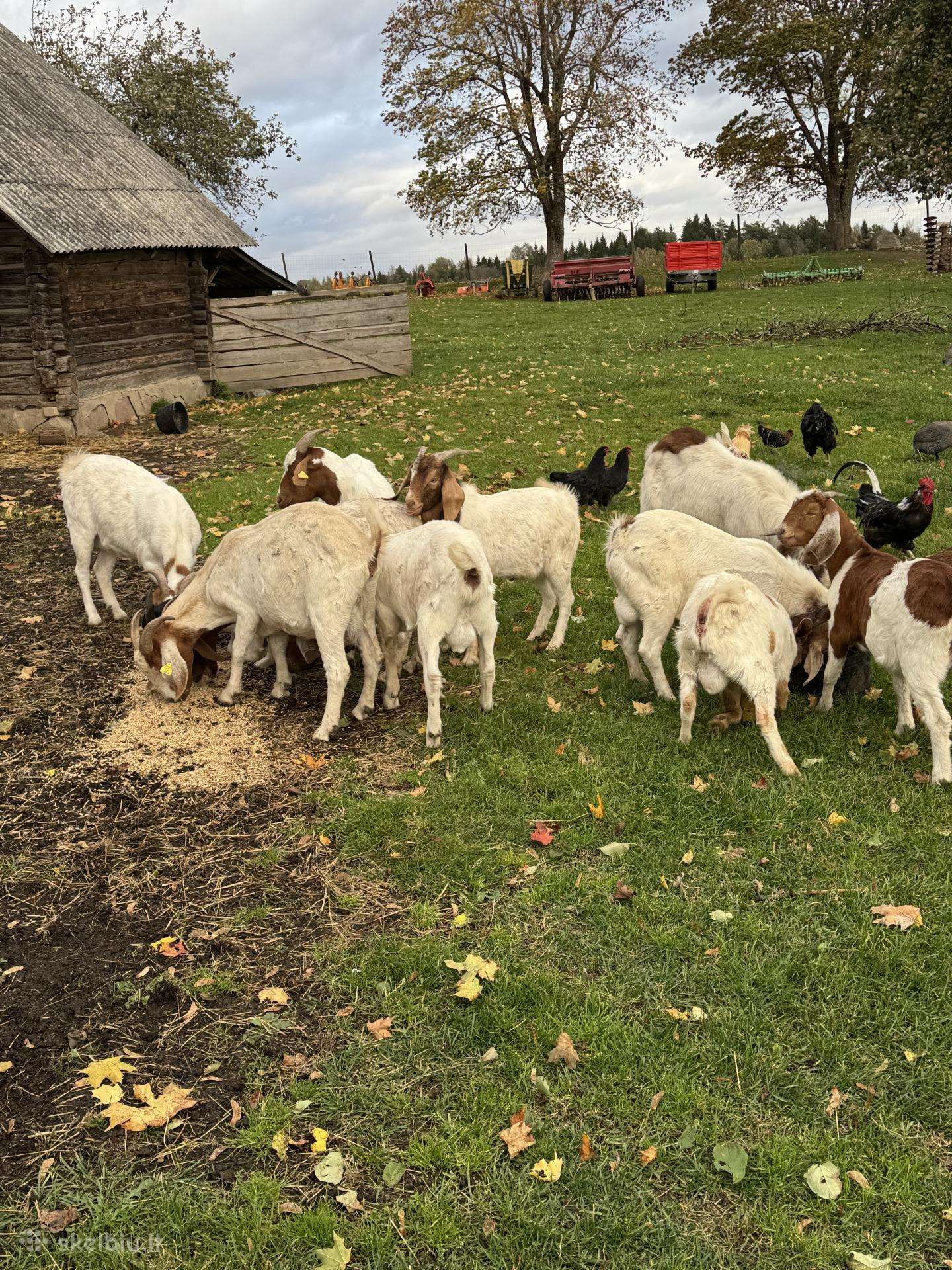Boer ozkos