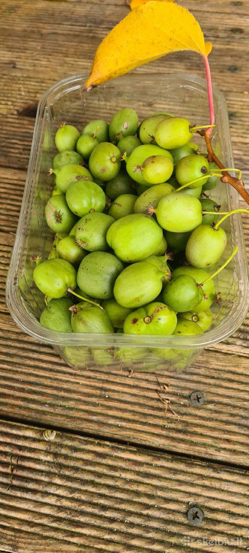 Aktinidijų uogos 1kg. 8eur. Kaunas