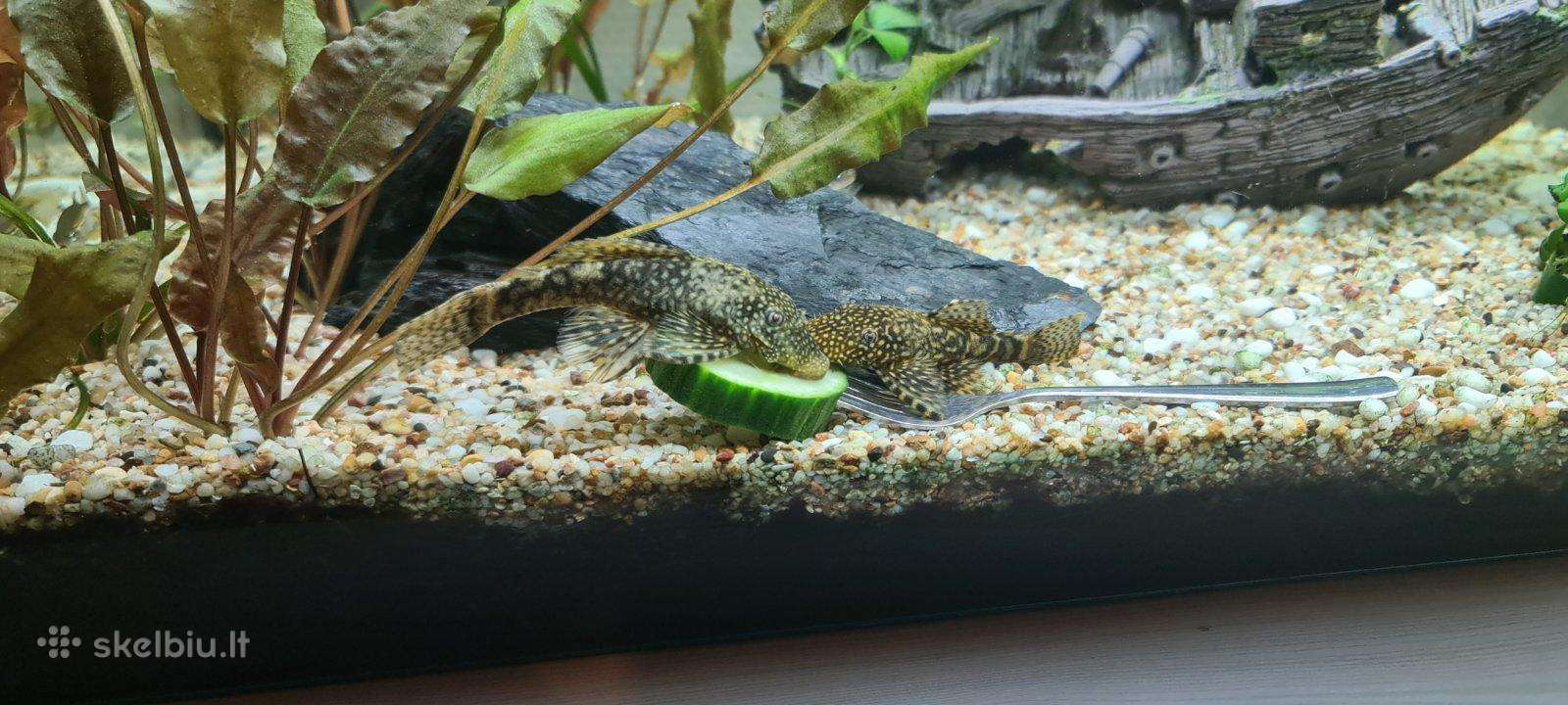 An citrusai