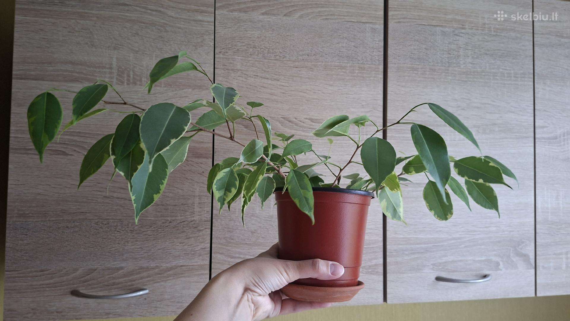 Benjamino fikusas