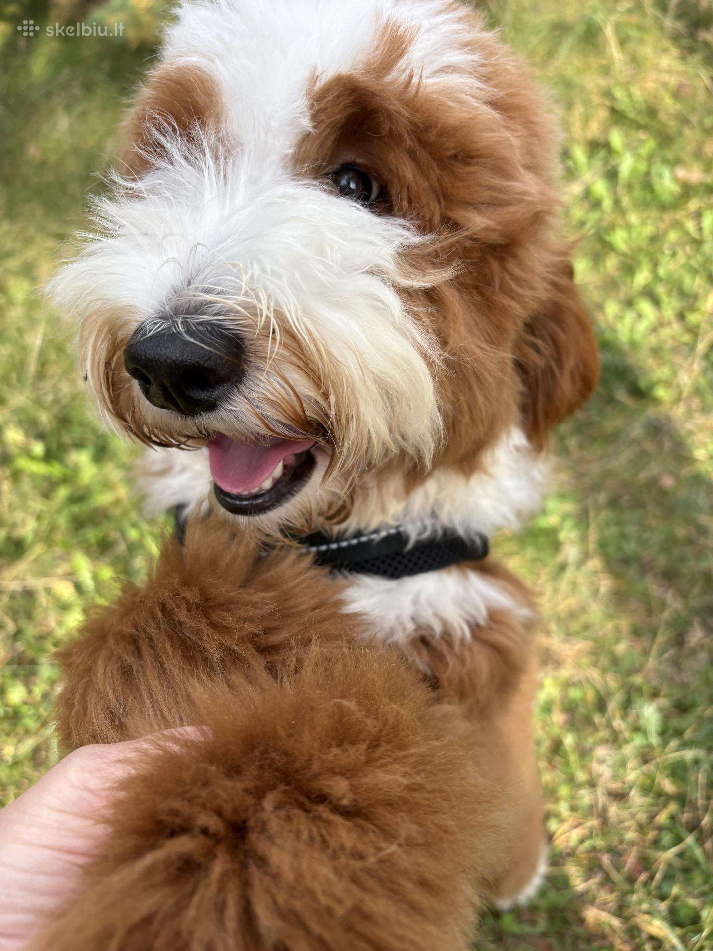 Parduodamas goldendoodle