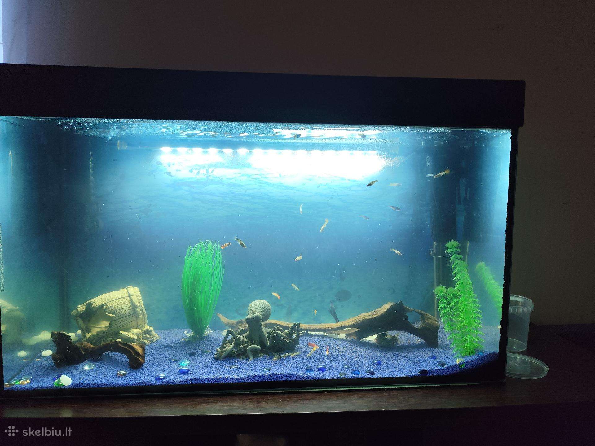 Akvariumas