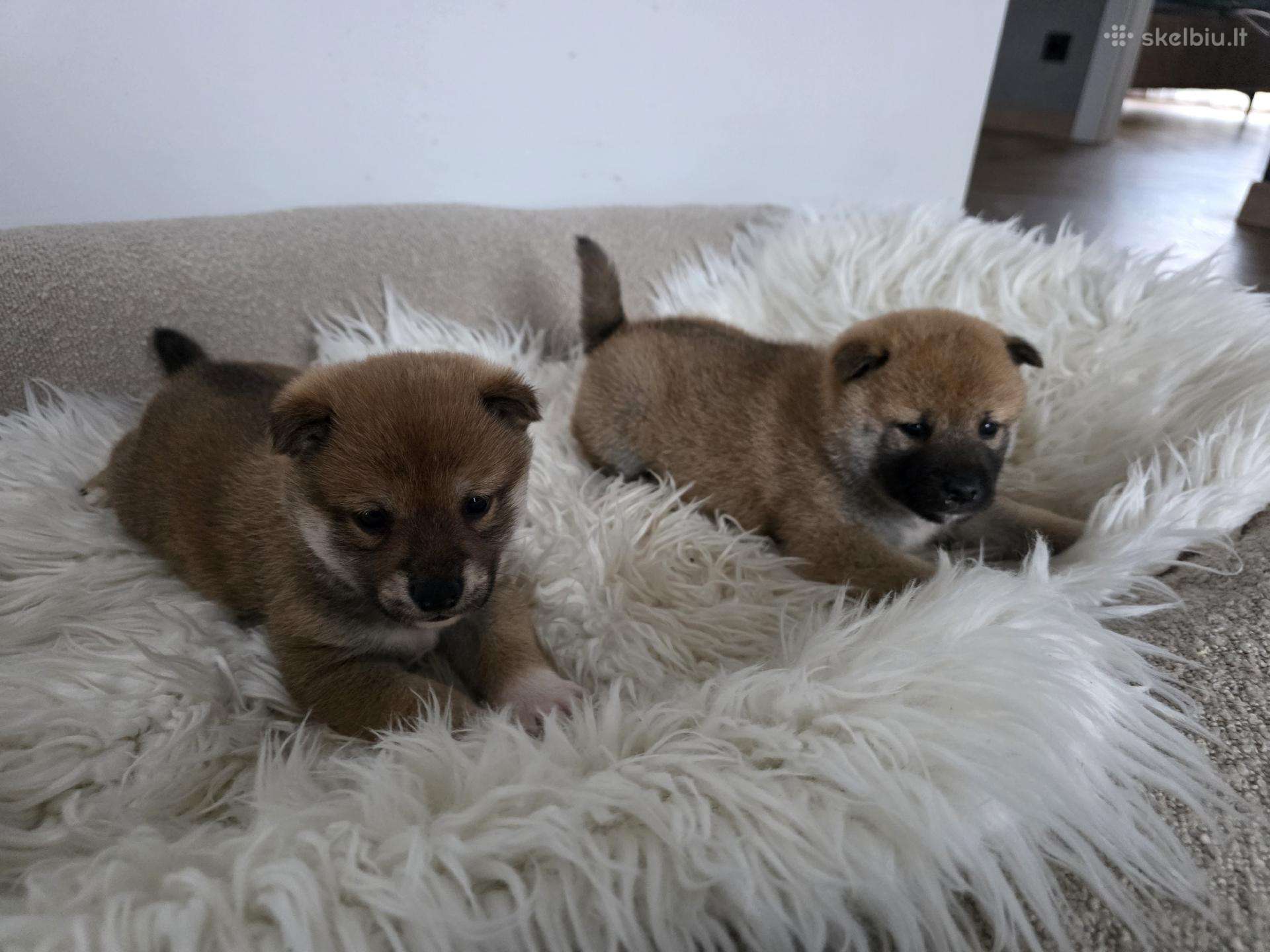 Shiba inu