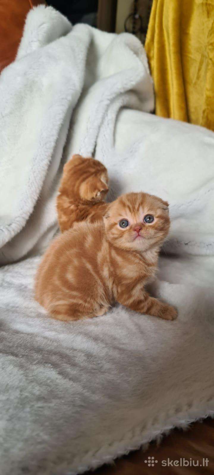 Nulėpausiai Persikiniai labai reti nesterilizuoti