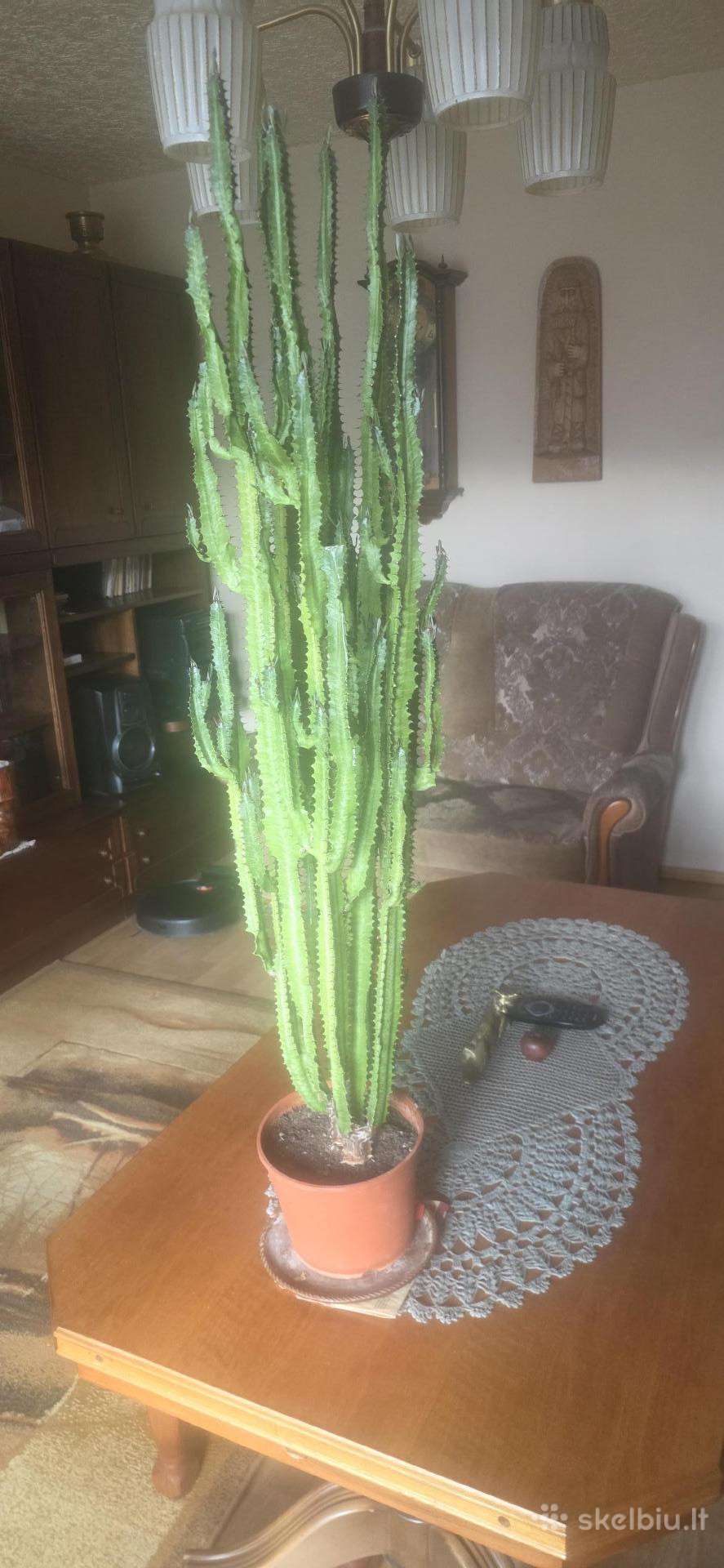 Kaktusas 95cm