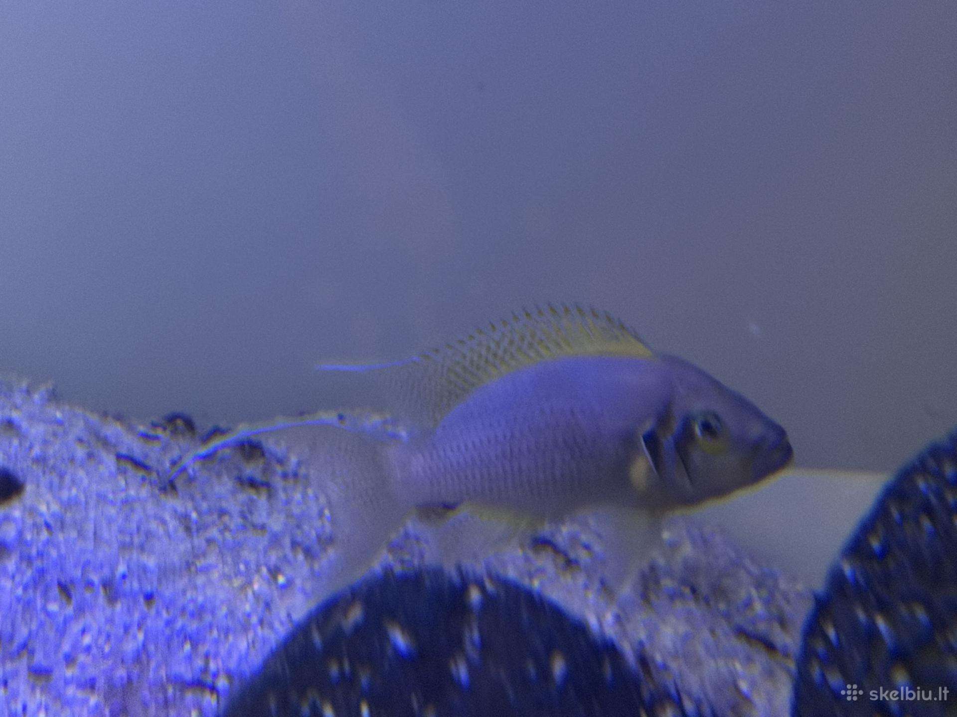 Zuvytes