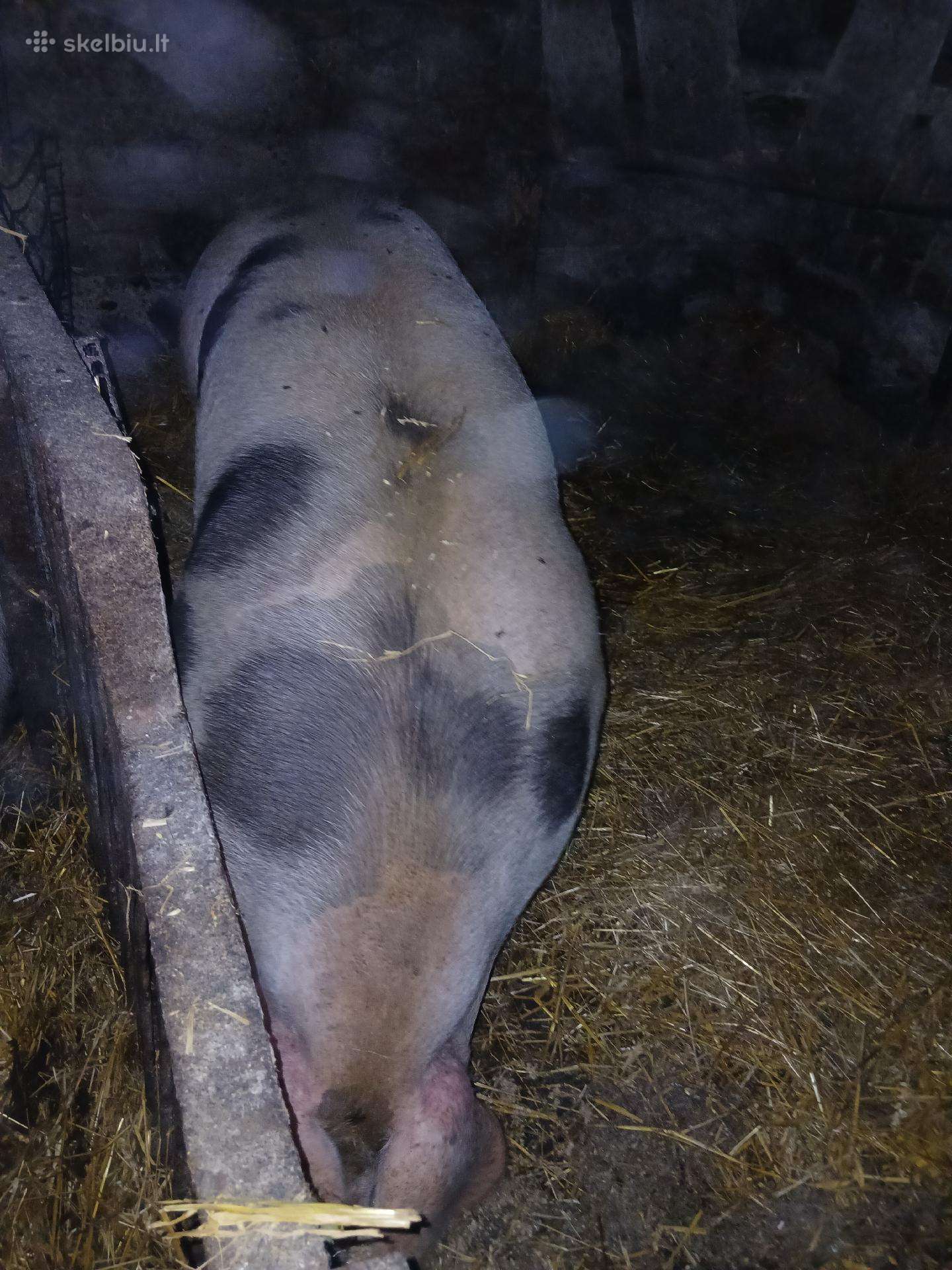 Parduodu mėsinę kiaulę.
