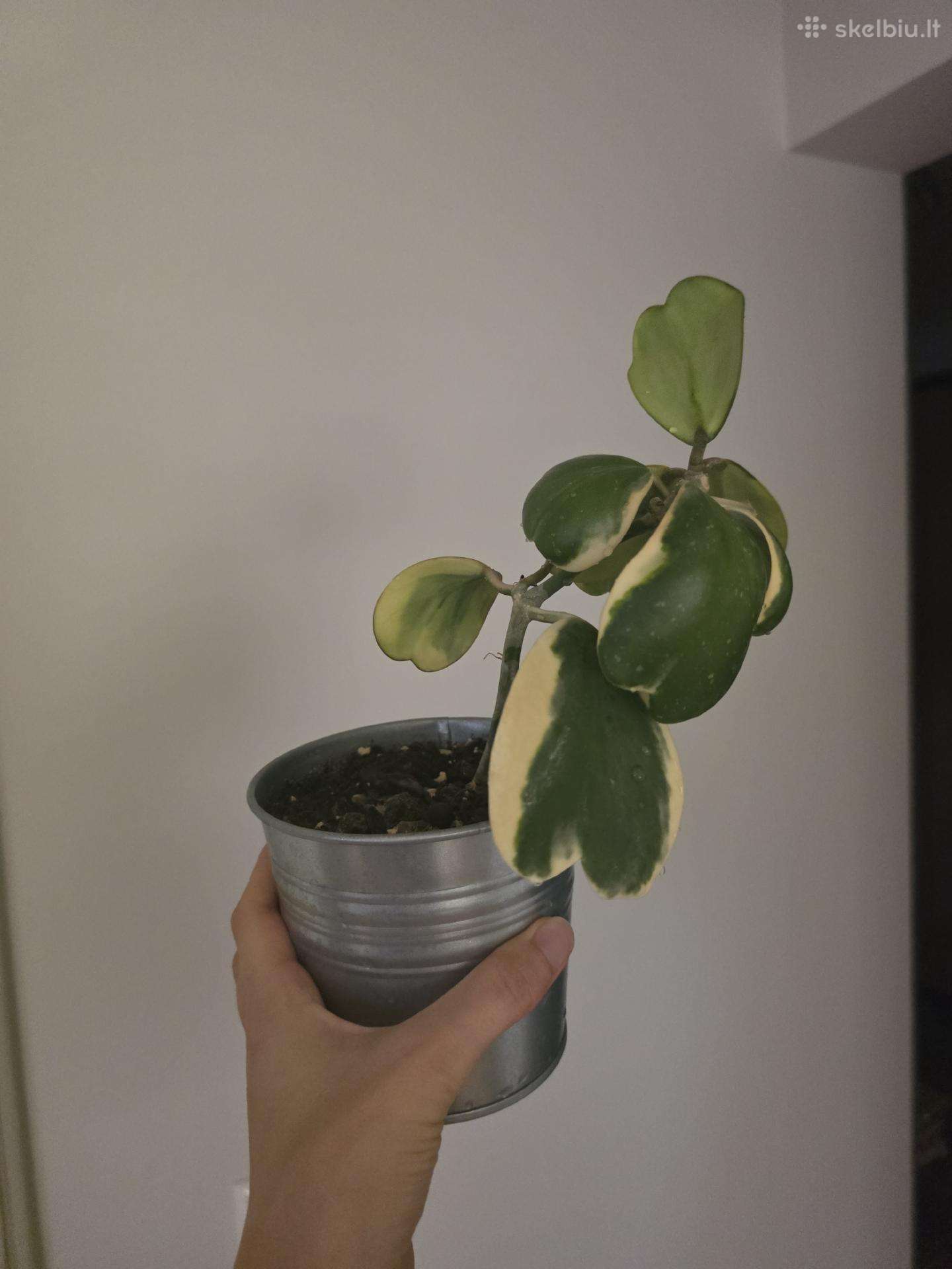 Hoya carnosa kerii variegata vaškuolė