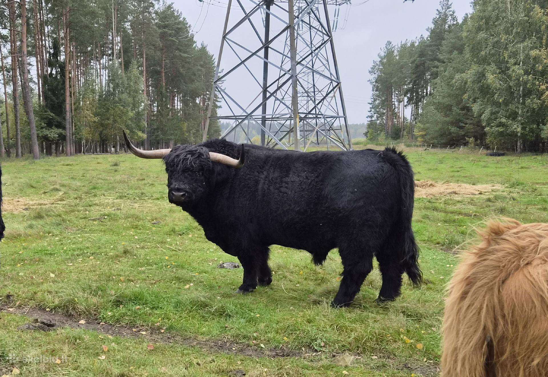 Hailend bulius reproduktorius