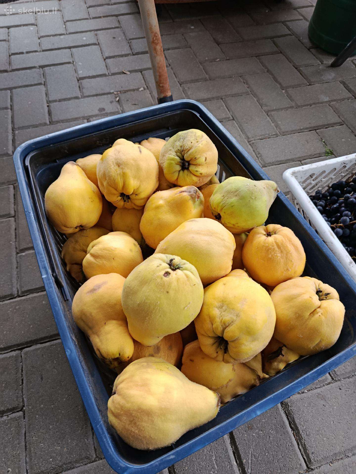 Cidonijas