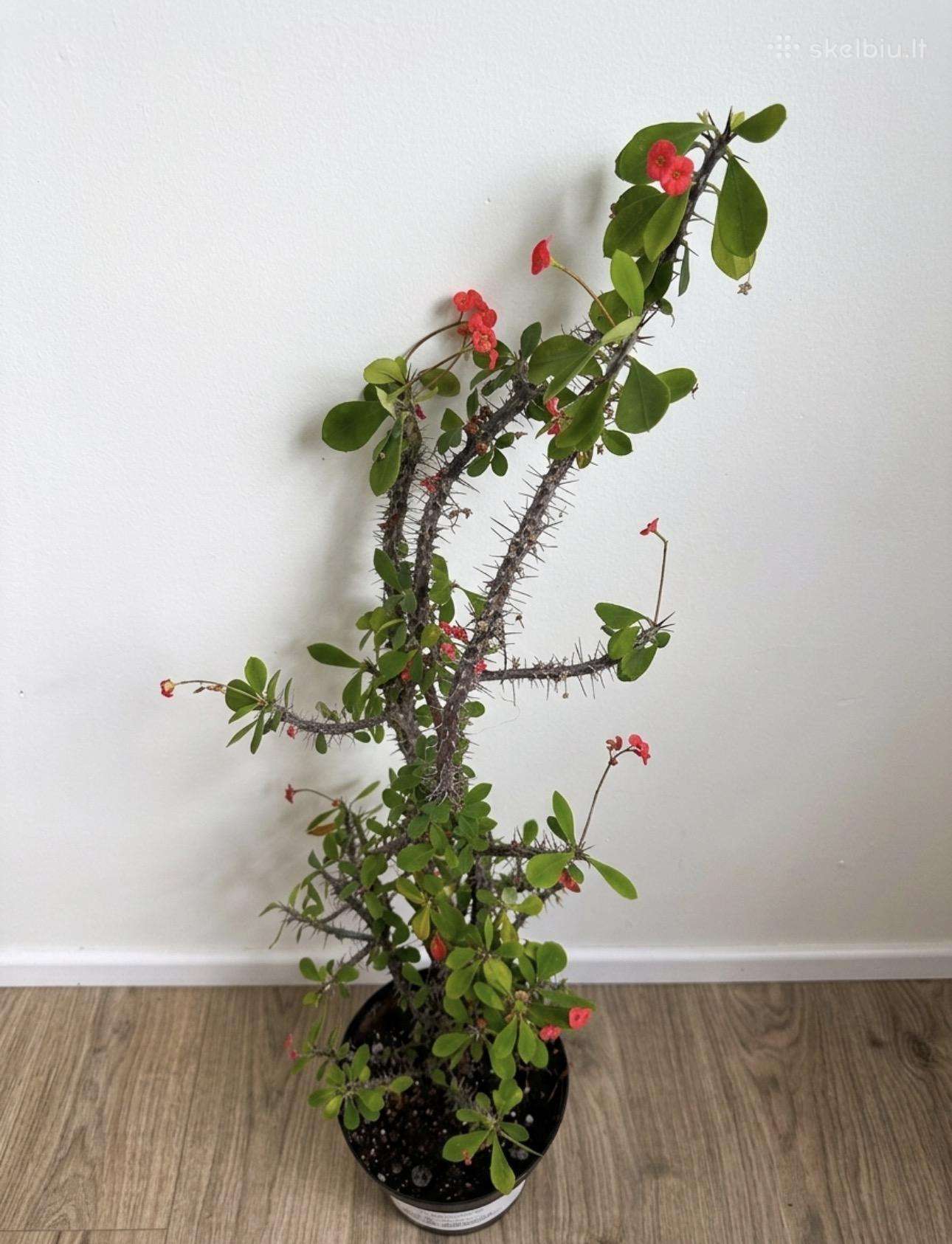 Karpažolė Euphorbia milli ( Kristaus kančia)114 cm