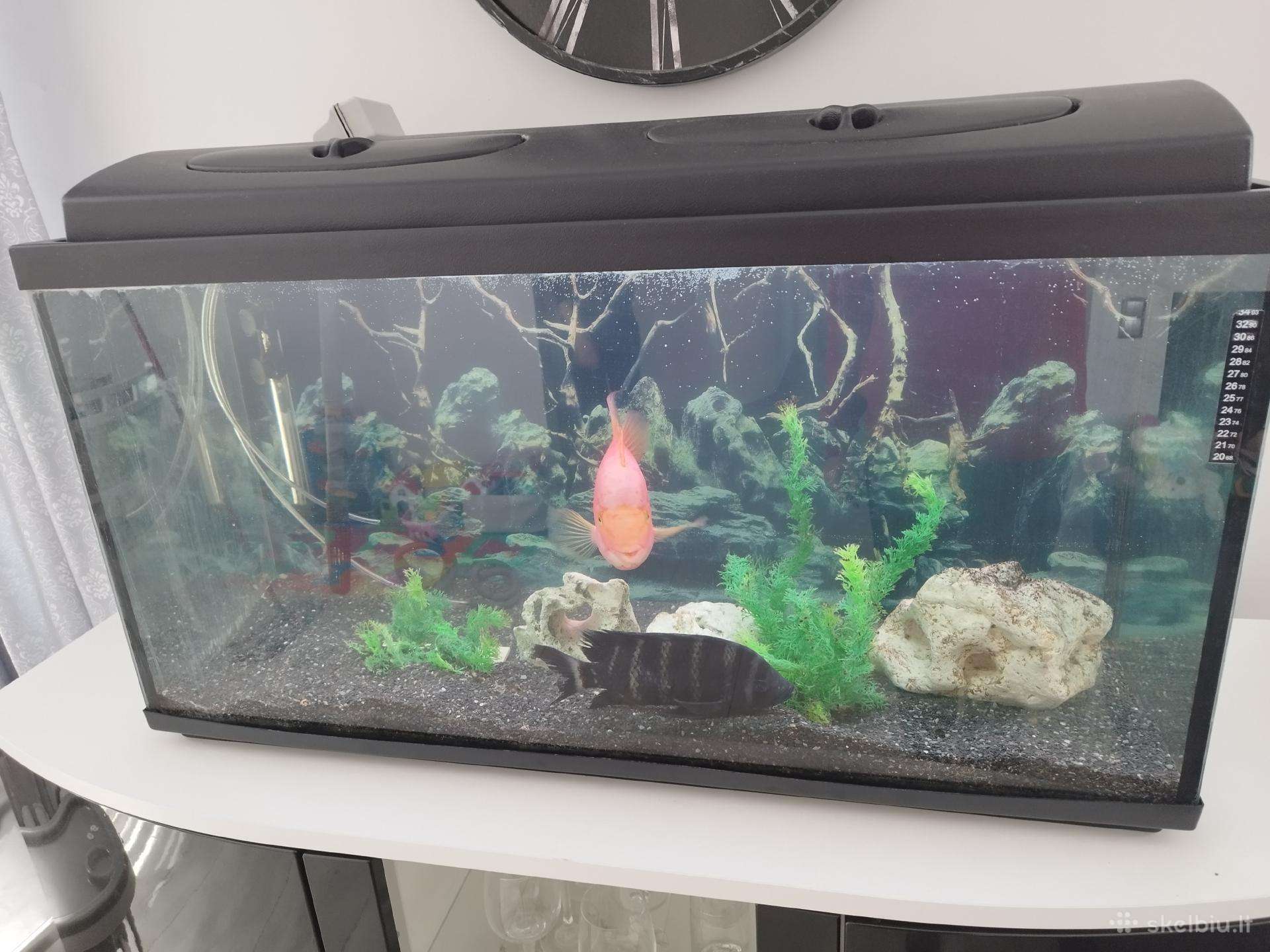 Akvariumas 200ltr