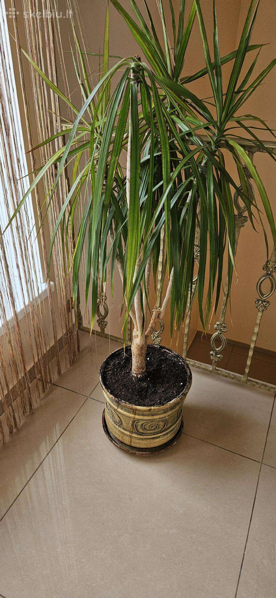 Dovanoju kambarinę gėlę – palmę