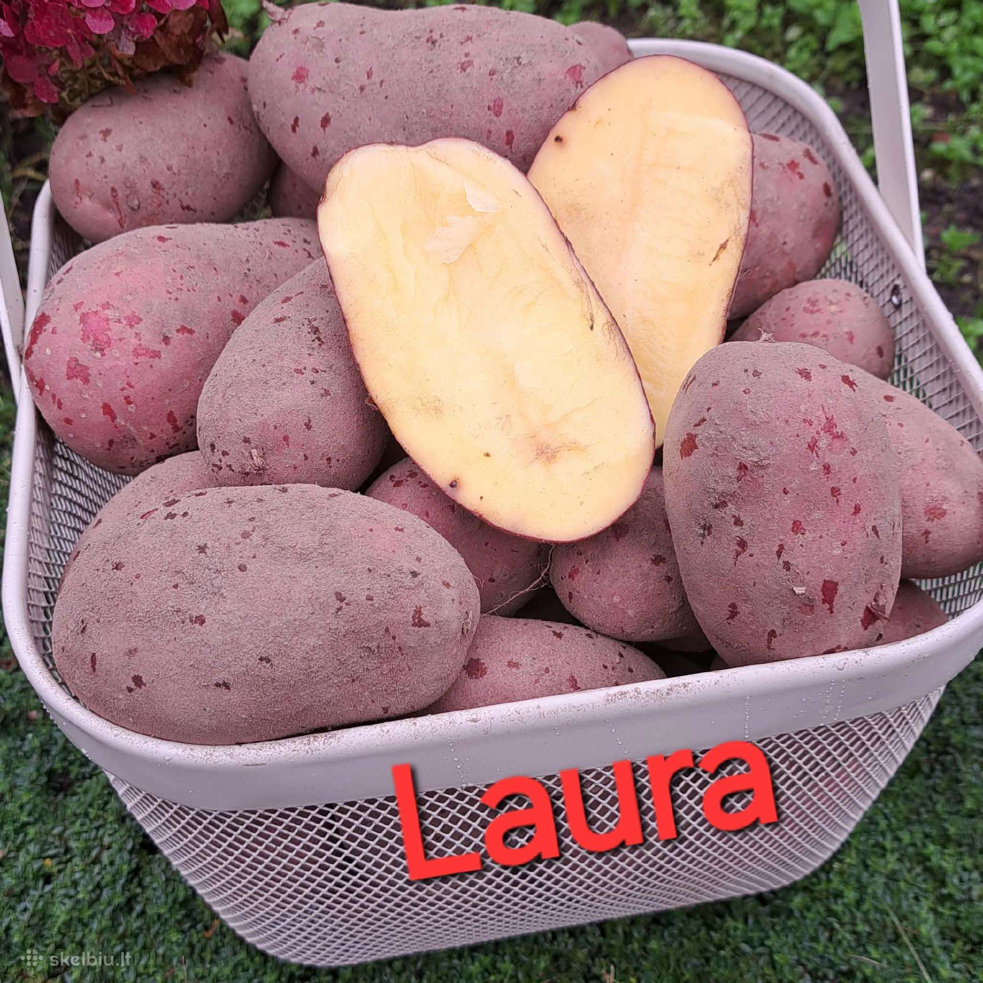 Ekologiškai augintos bulvės Jelly ir Laura