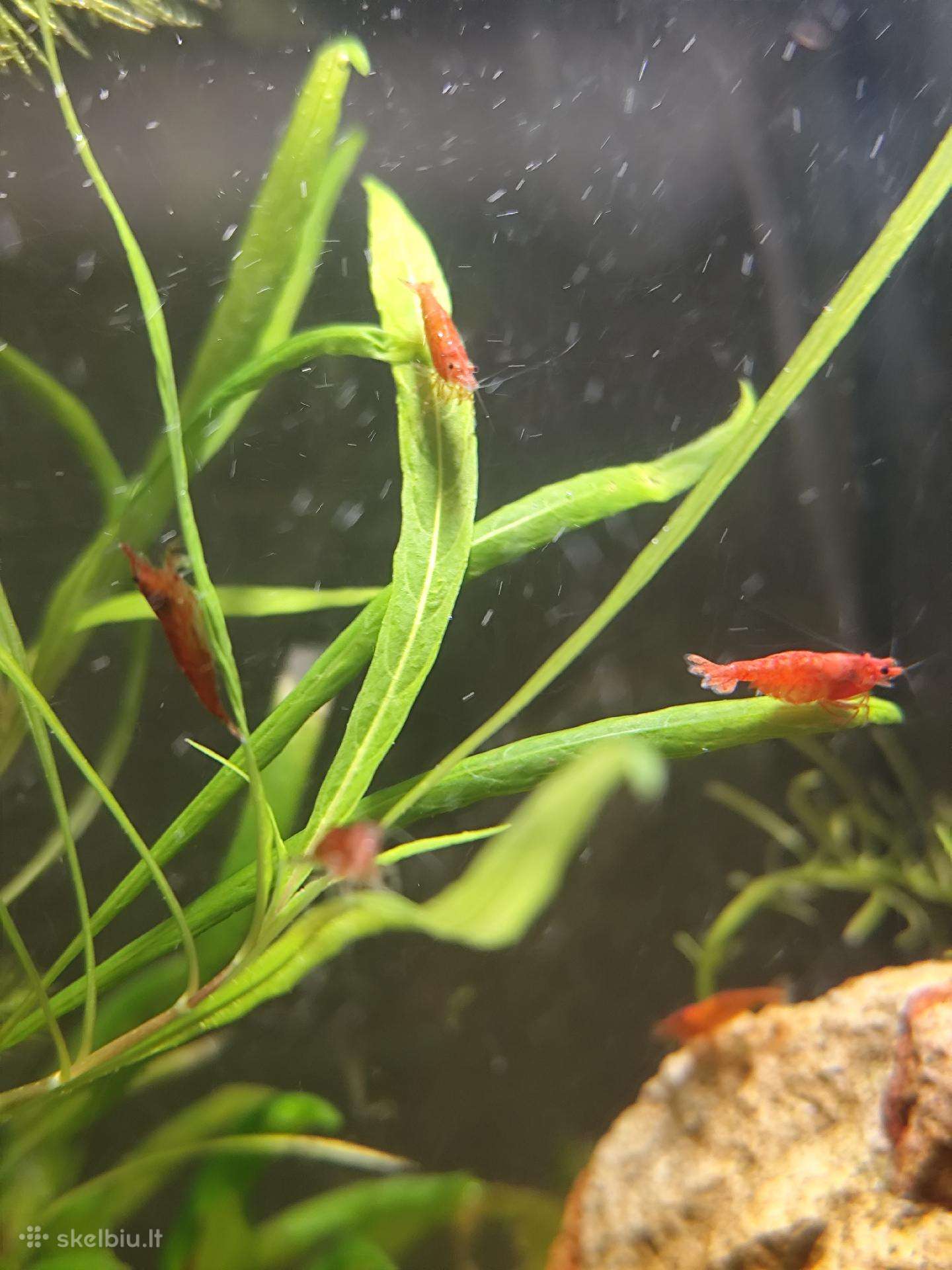 Parduodu krevetes Red Cherry