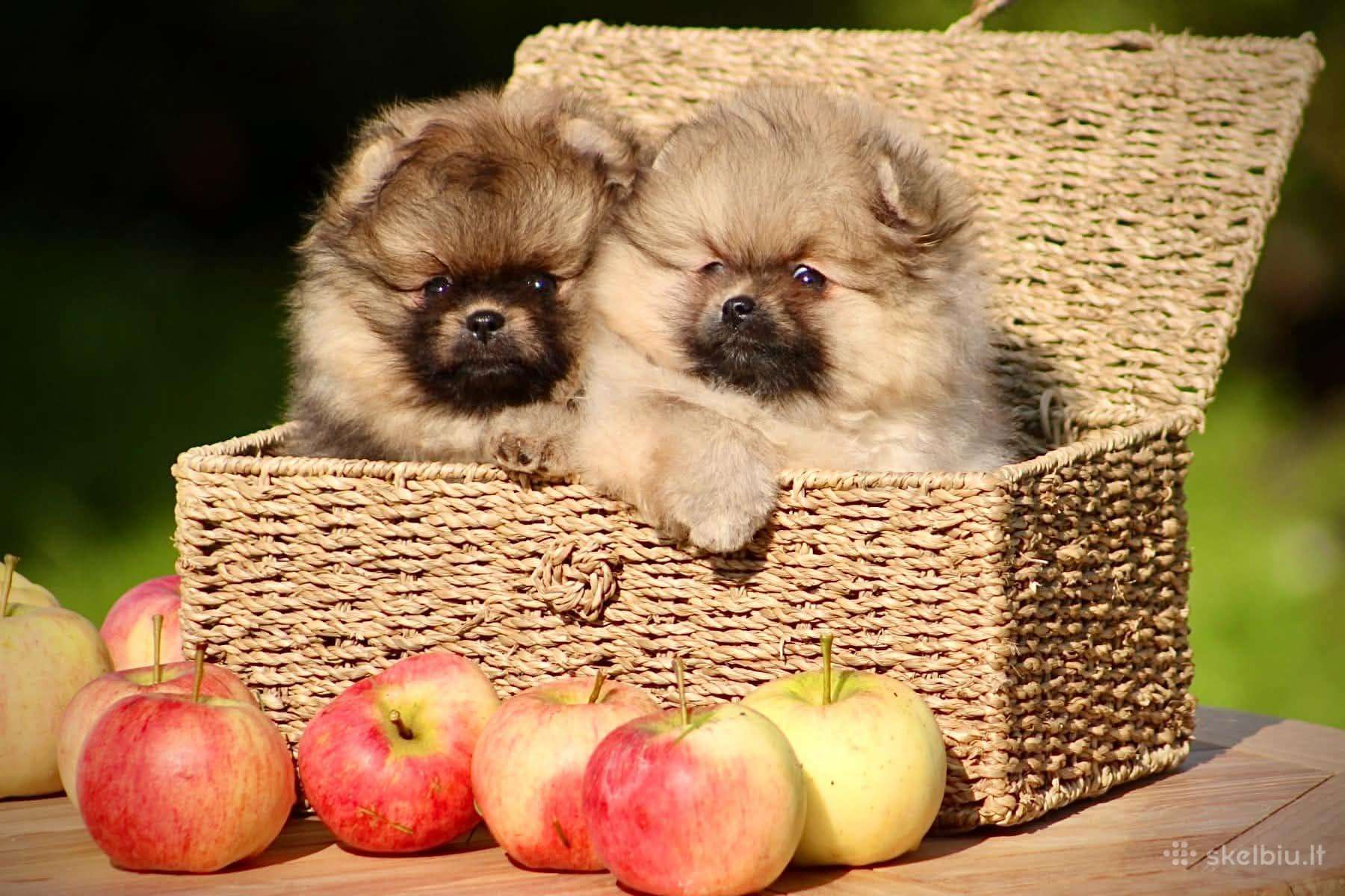 Pomeraniukai (berniukas ir mergaitė)