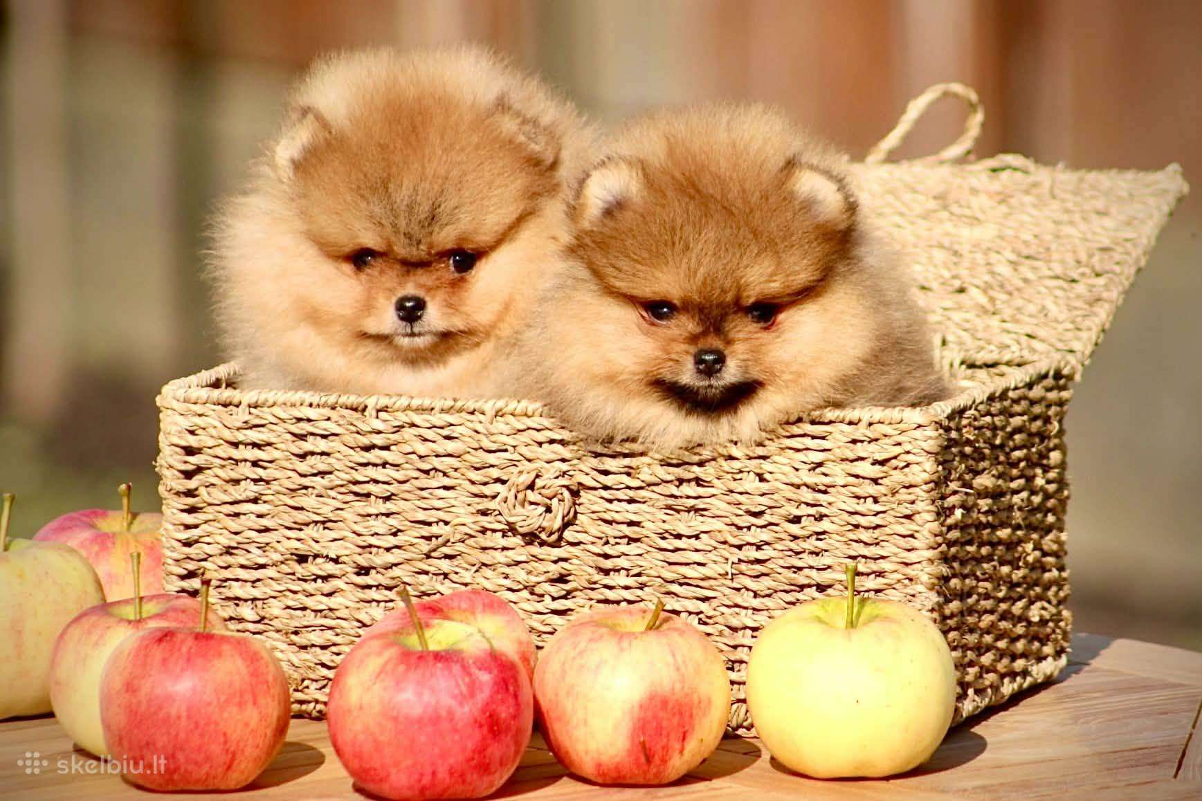 Pomeraniukai