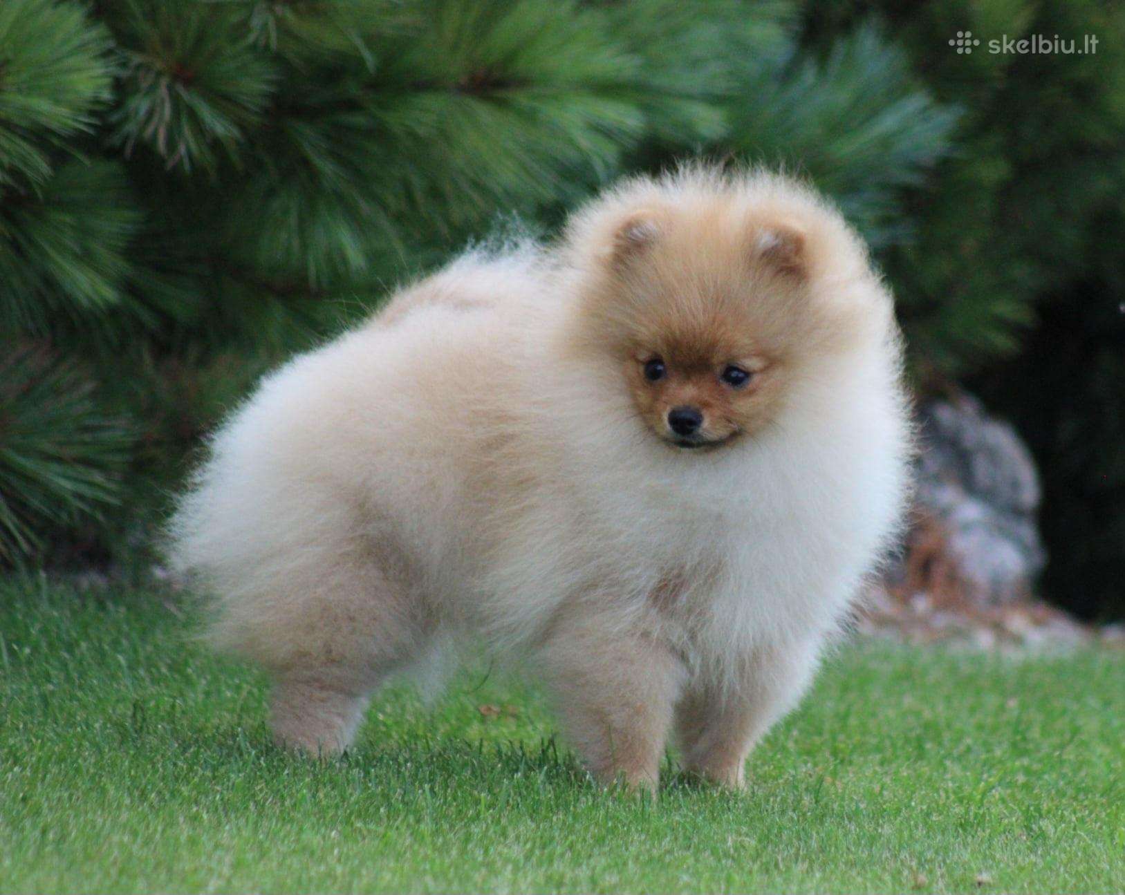 Pomeranijos špicas