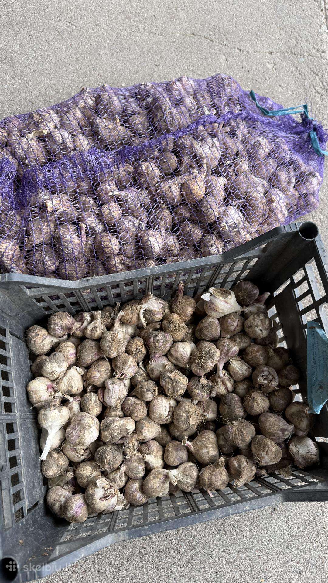 Apie 300 Kg Nekondicinių Žieminių Česnakų