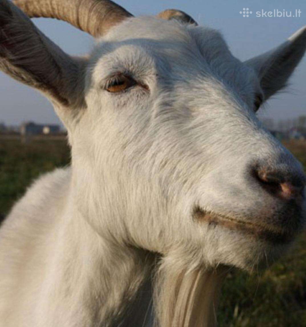 Balta ožka