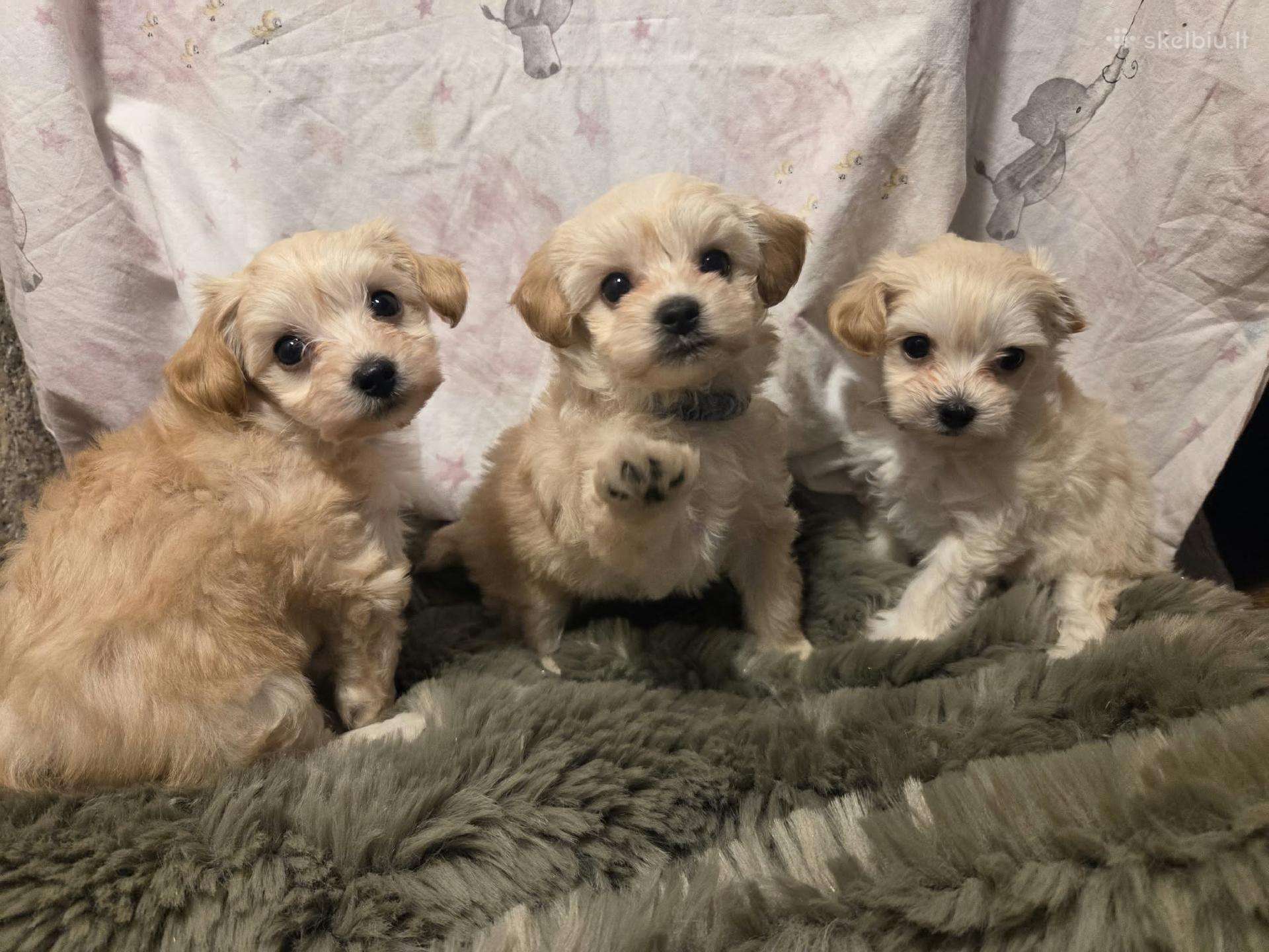 Maltipoo šuniukai pasiruošę vykti į naujus namus